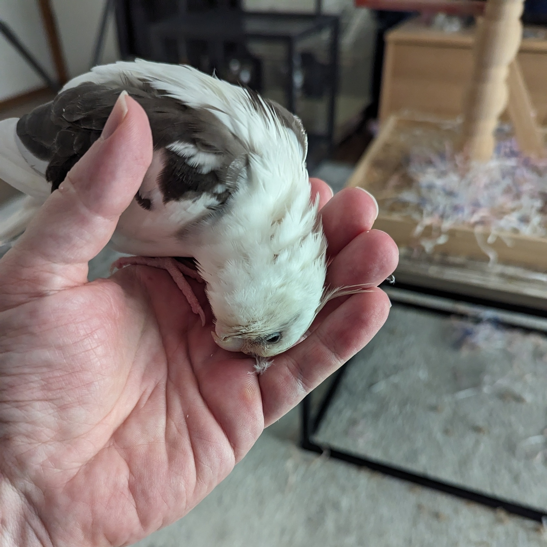 A while cockatiel on an open palm with her head resting on the fingers. The photos taken within a room.