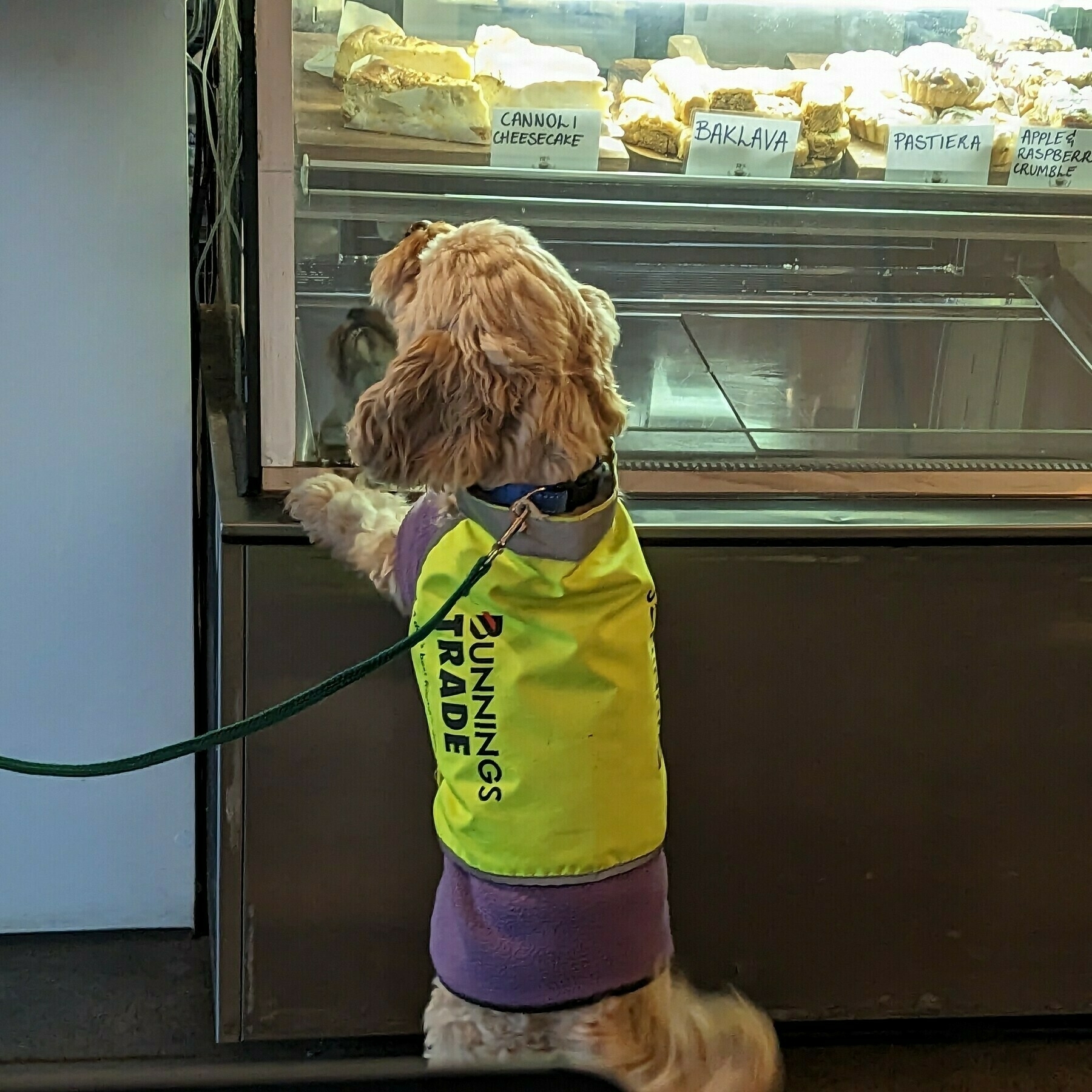 Little dog reared up with front paws on a low ledge of a glass cabinet holding cakes.