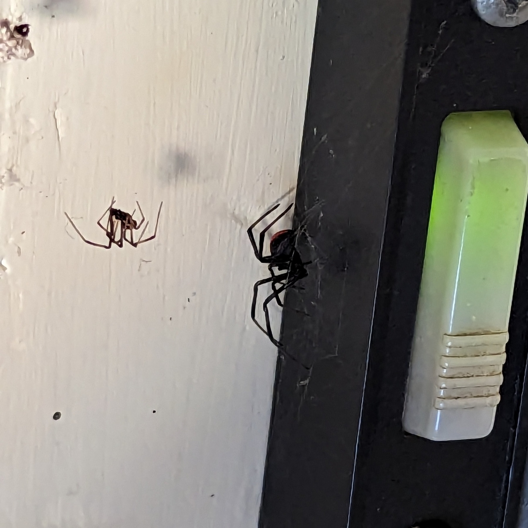 Photo of a redback spider beside a garage door opener, with another spider on the left.