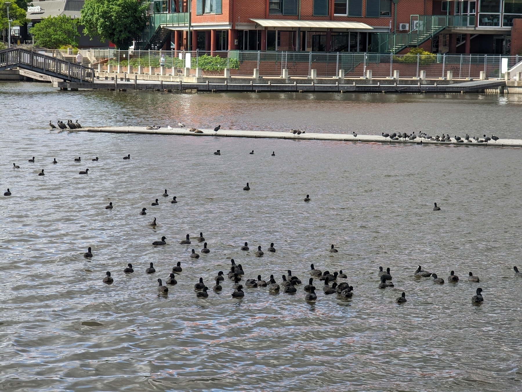 Large flock of Euroasian Coots swimming towards a pier of which other birds were preening. Buildings and a footbridge by the waterline in the background.