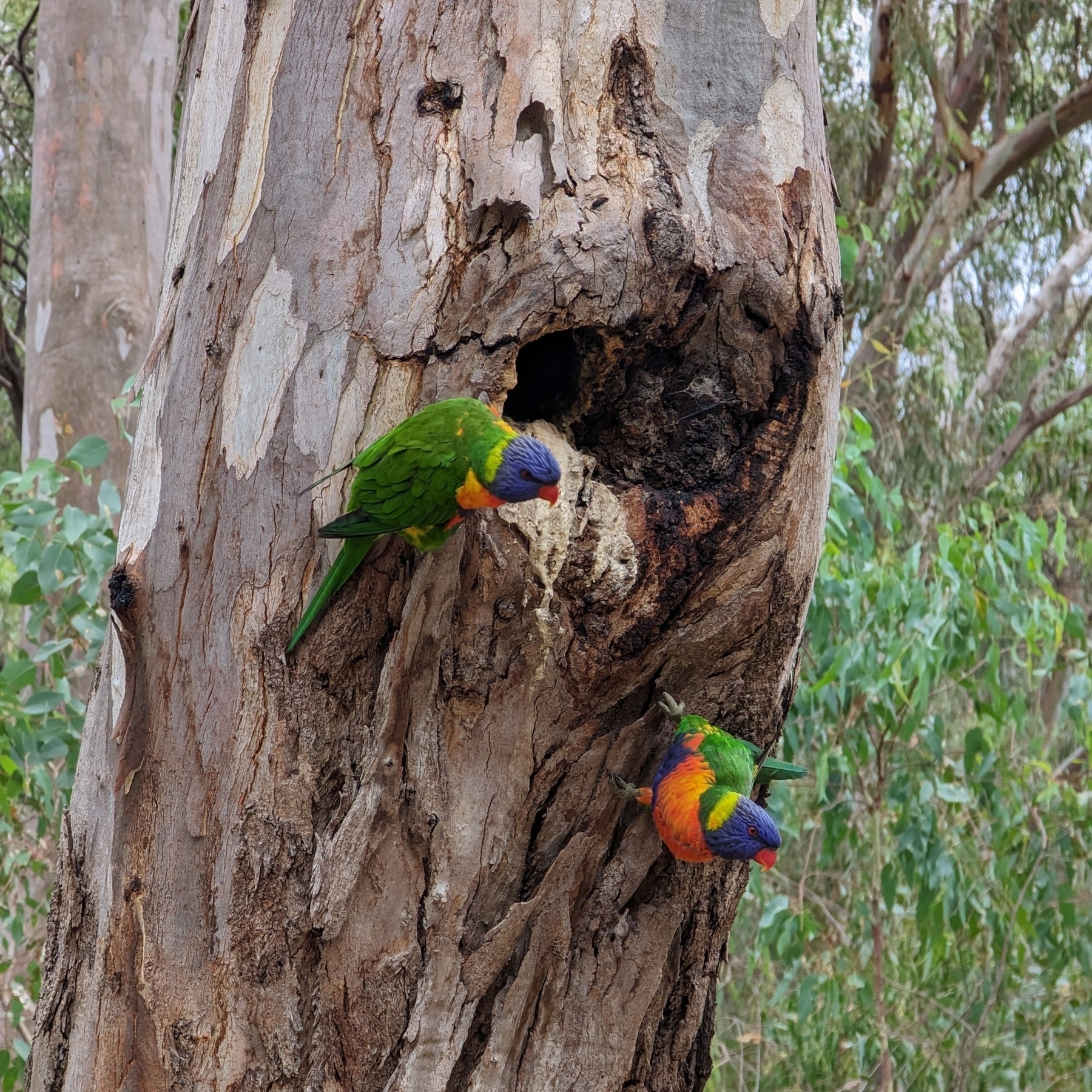 Two rainbow lorikeets outside a hollow in a gum tree