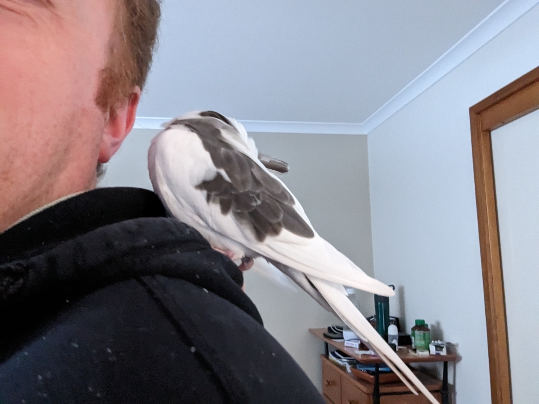 Ivy, the white cockatiel, sitting on my shoulder, preening.