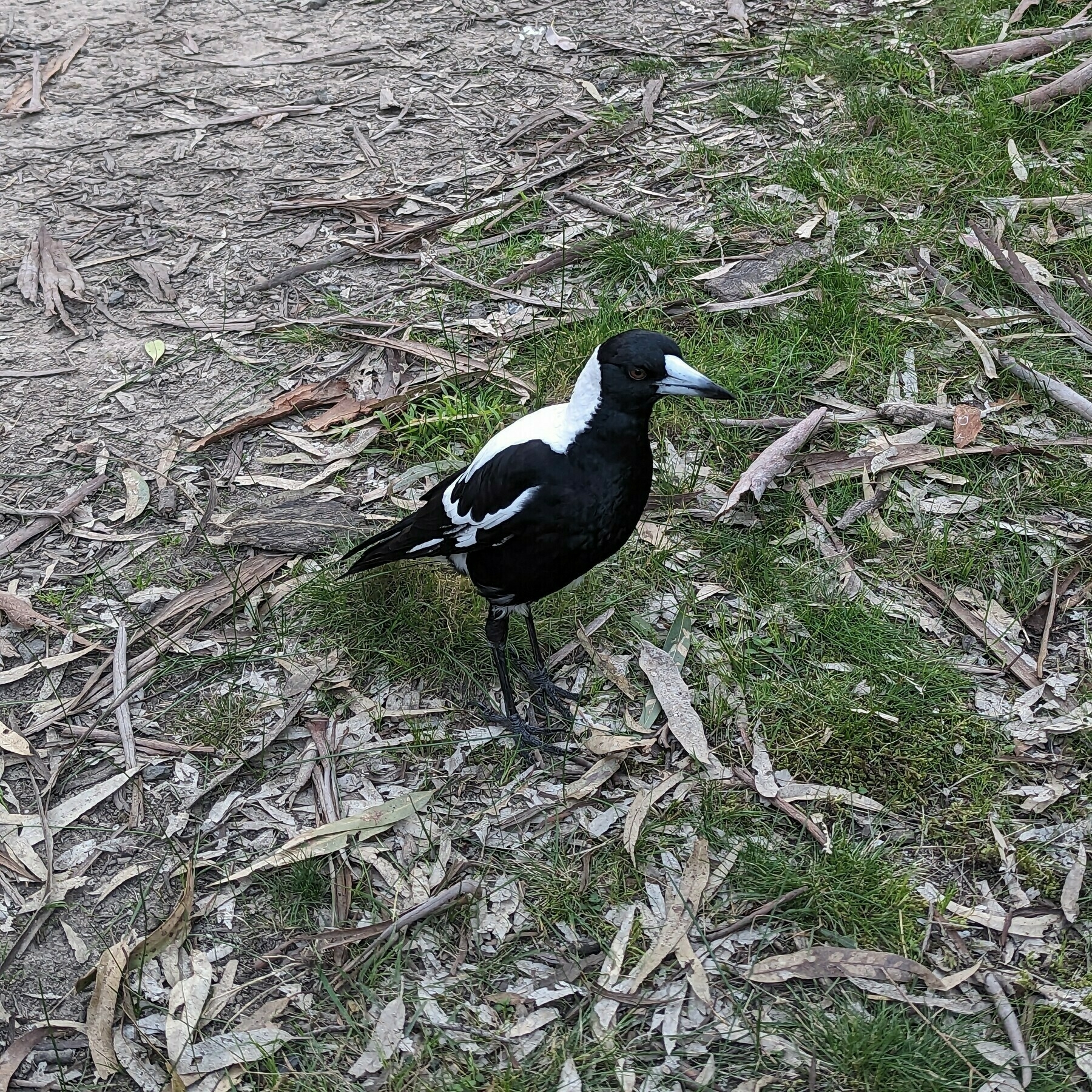 An Australian white-backed magpie standing in profile.