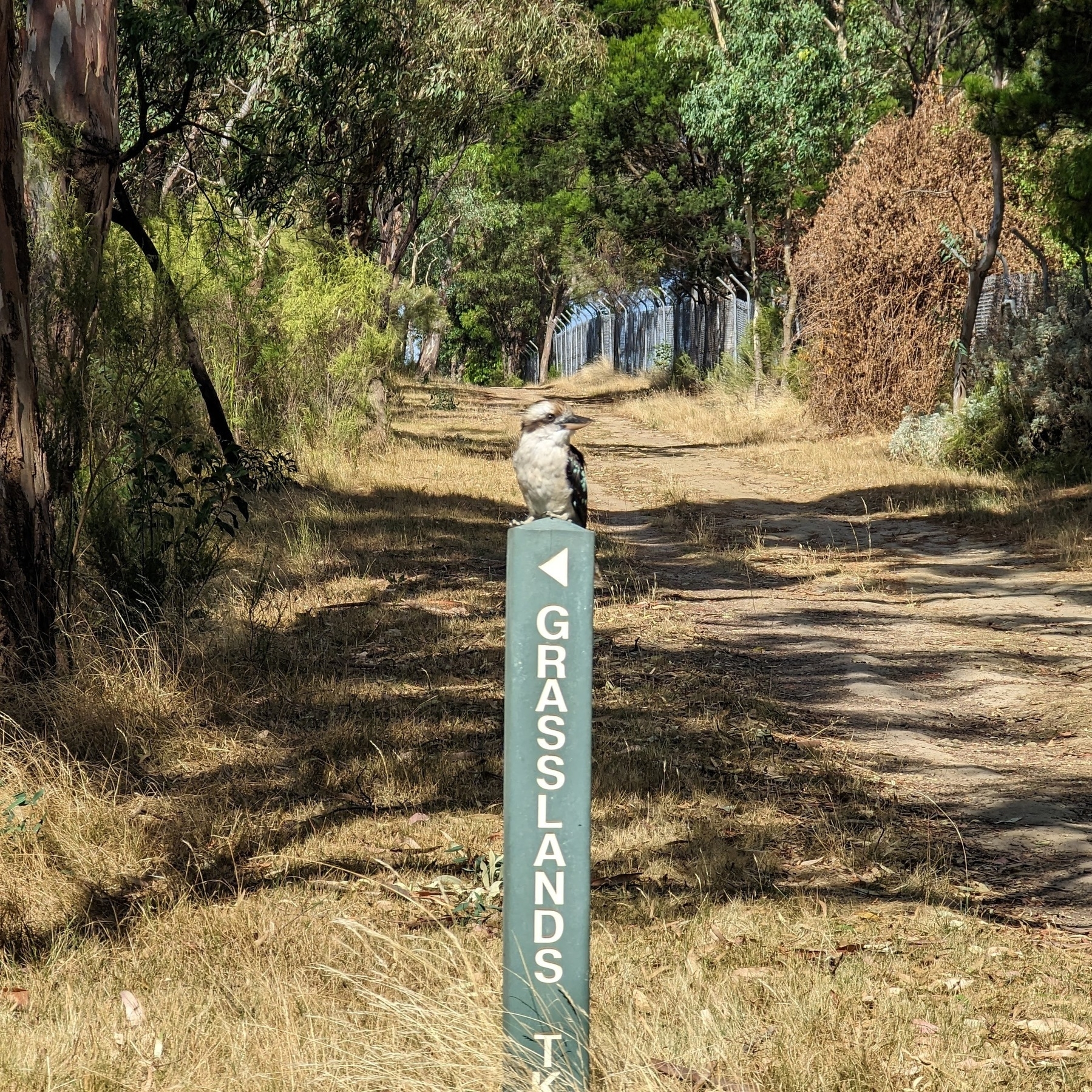 Kookaburra perched on a signpost saying Grassland Tk near a forest.