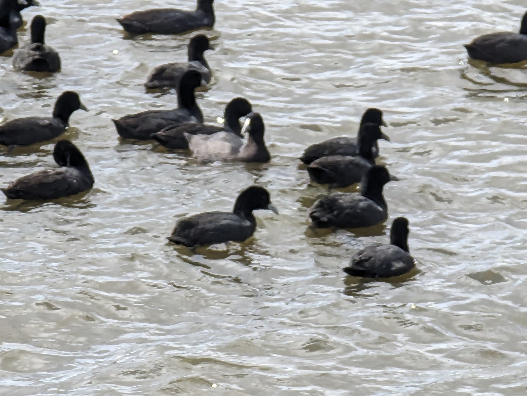 Close up of the Euroasian Coots.