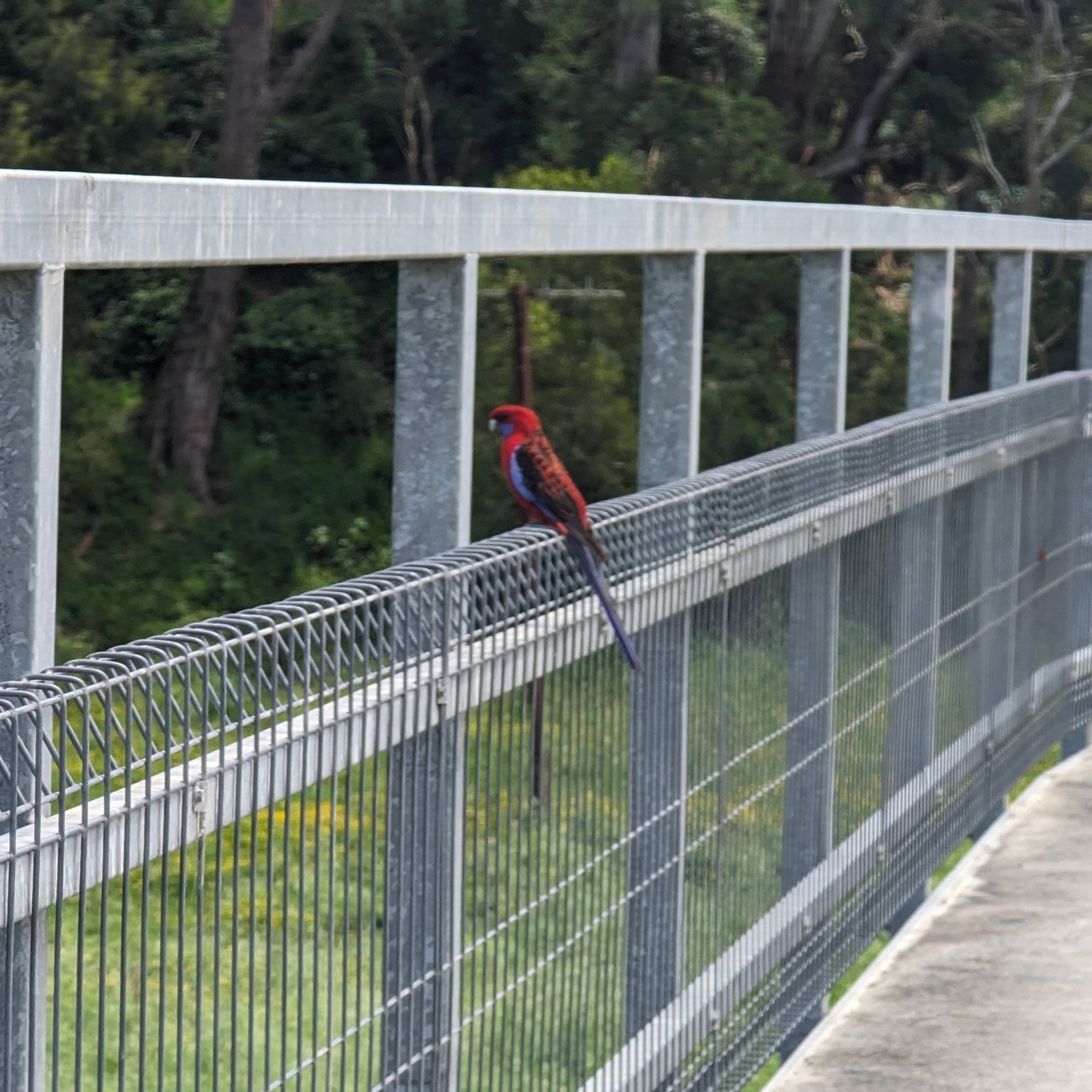 Crimson Rosella perched on a metal rail 
