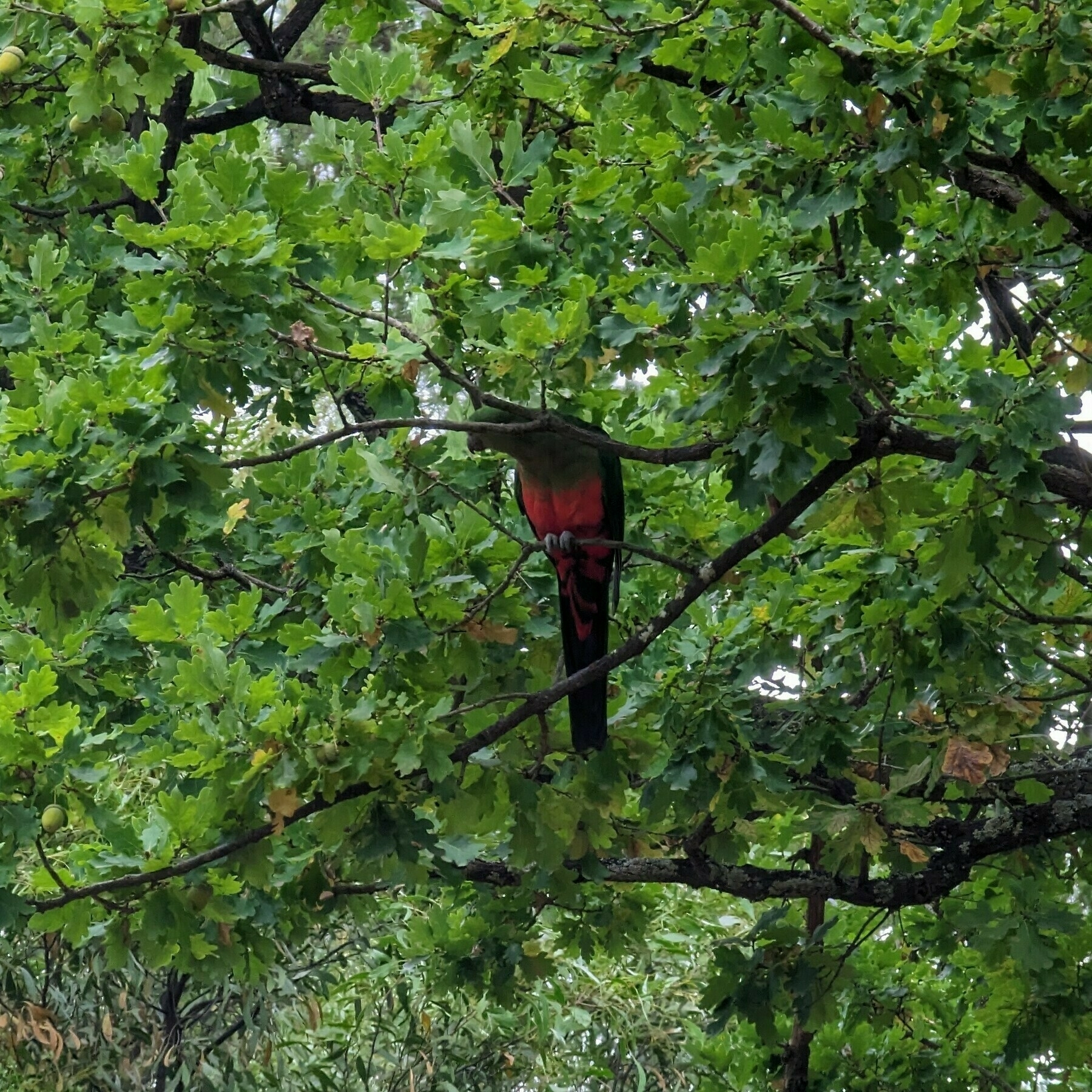 Female king parrot in an oak tree