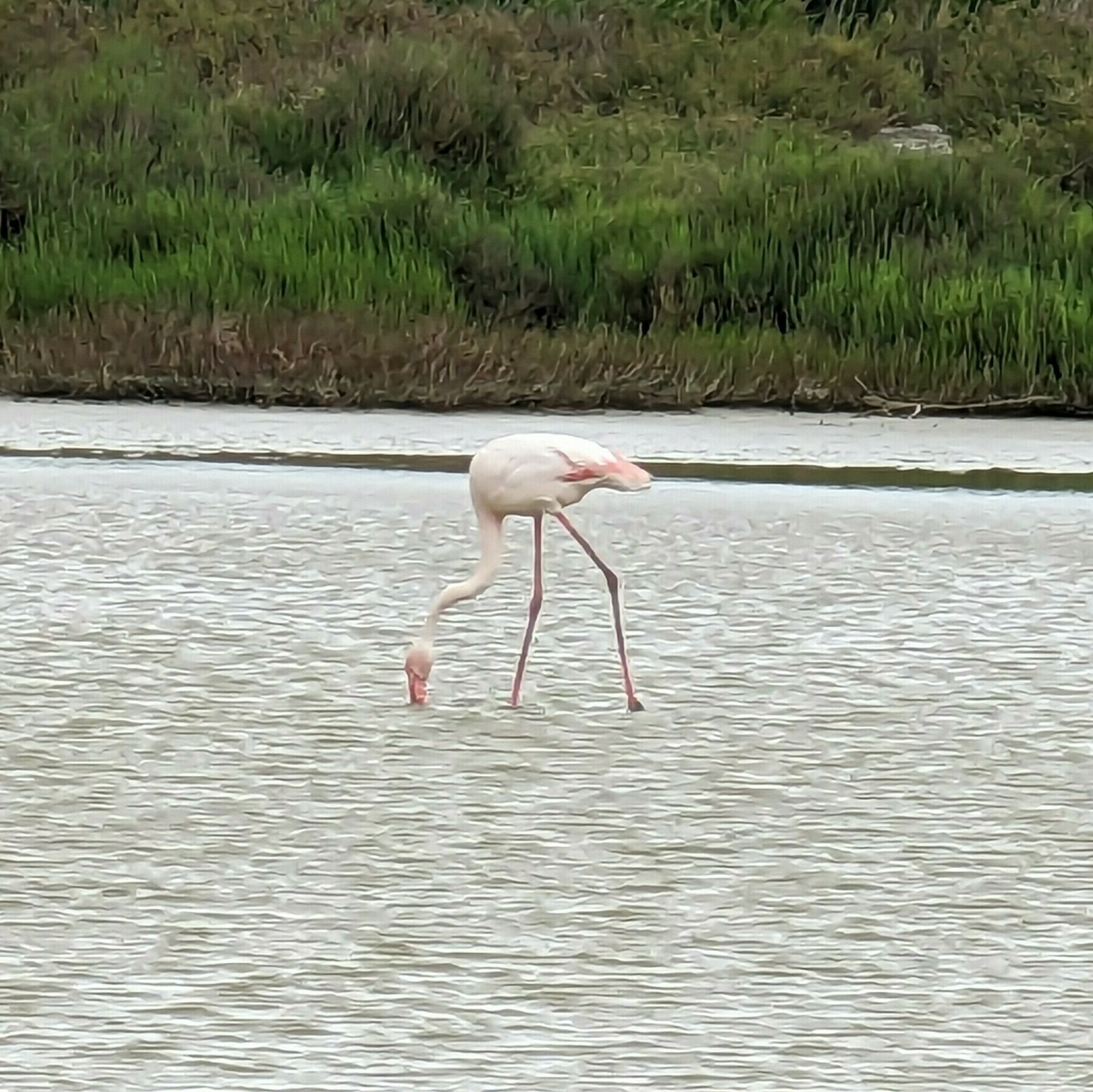 Flamingo wading in a swamp with its beak in the water looking for food.