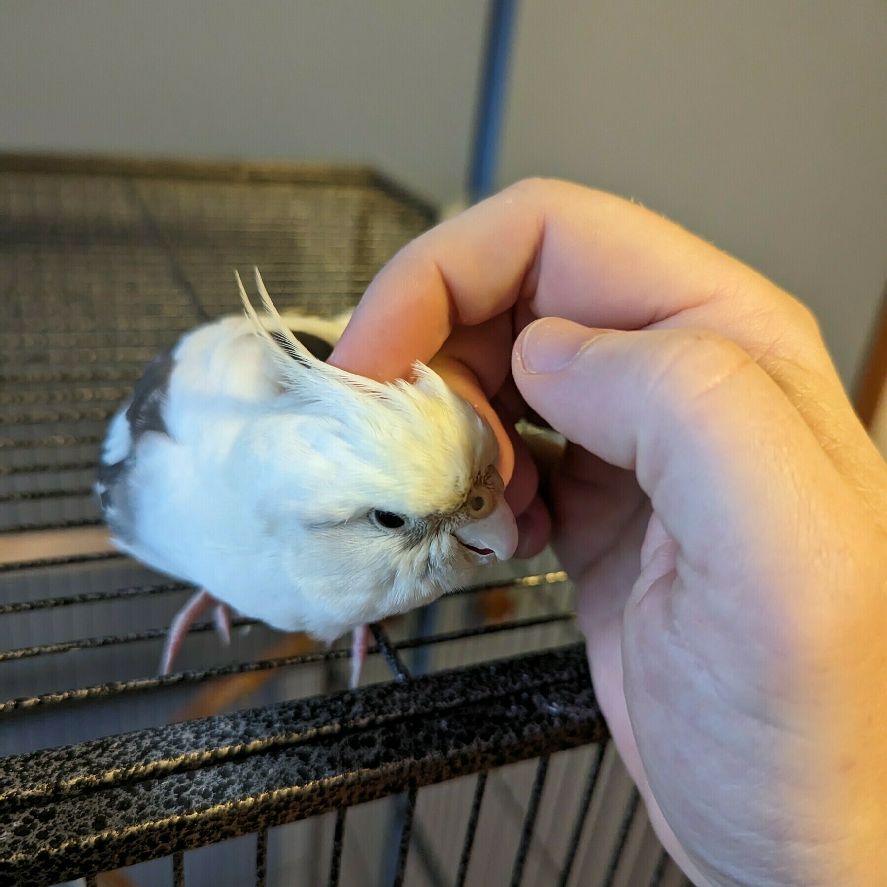 Giving a head scratch to Ivy, a white cockatiel, who's perched on a cage.