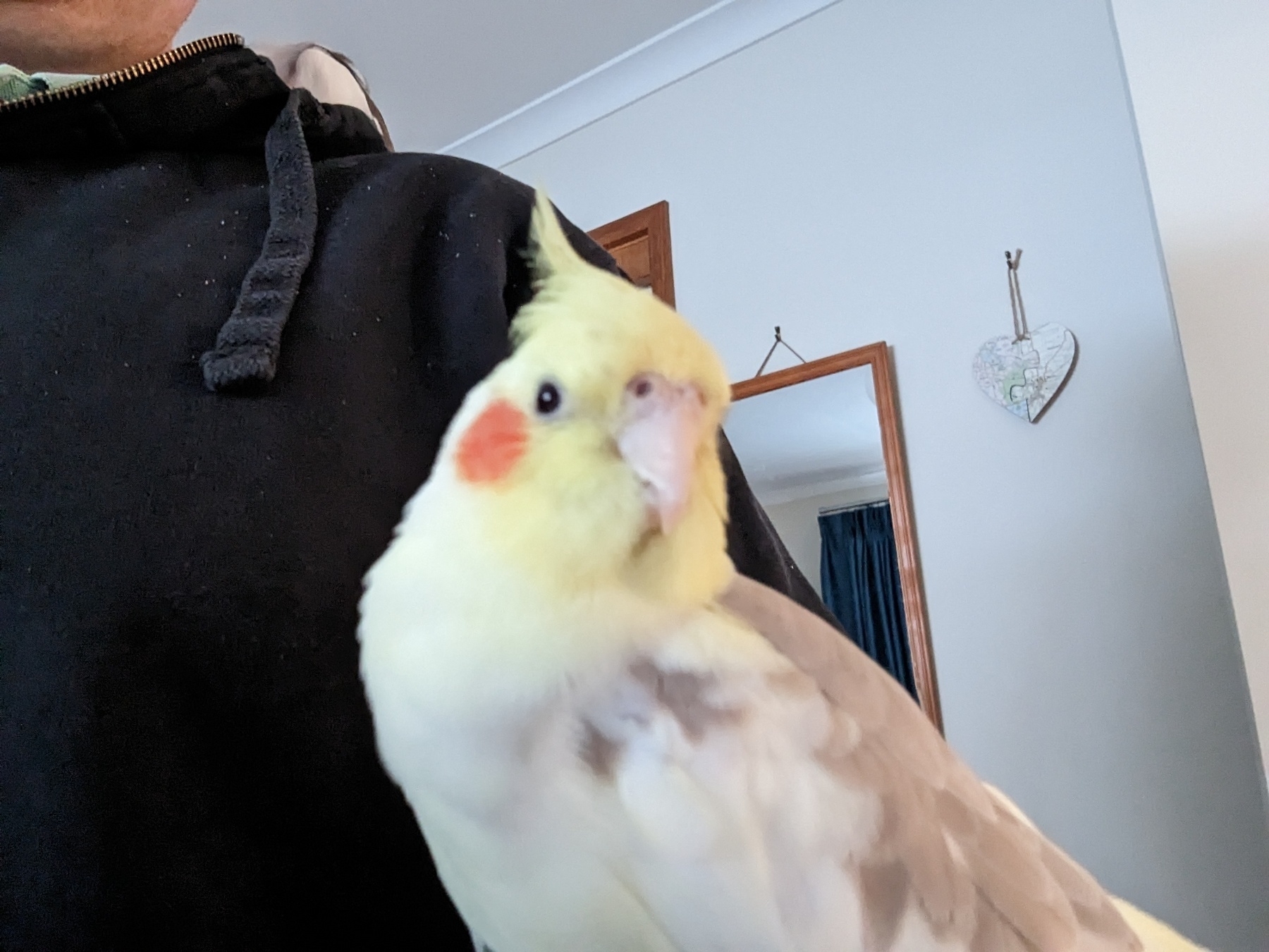 Archie, the yellow cockatiel, sitting on my arm.