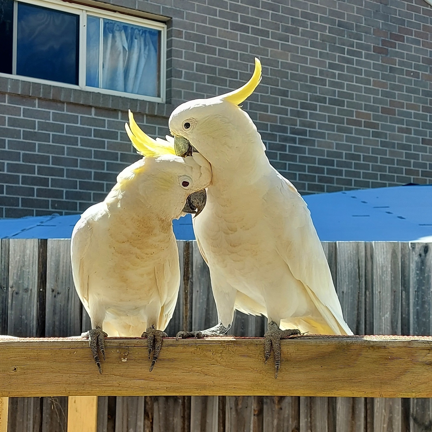 Two sulphur-crested cockatoos perched on a wooden rail, with one preening the other