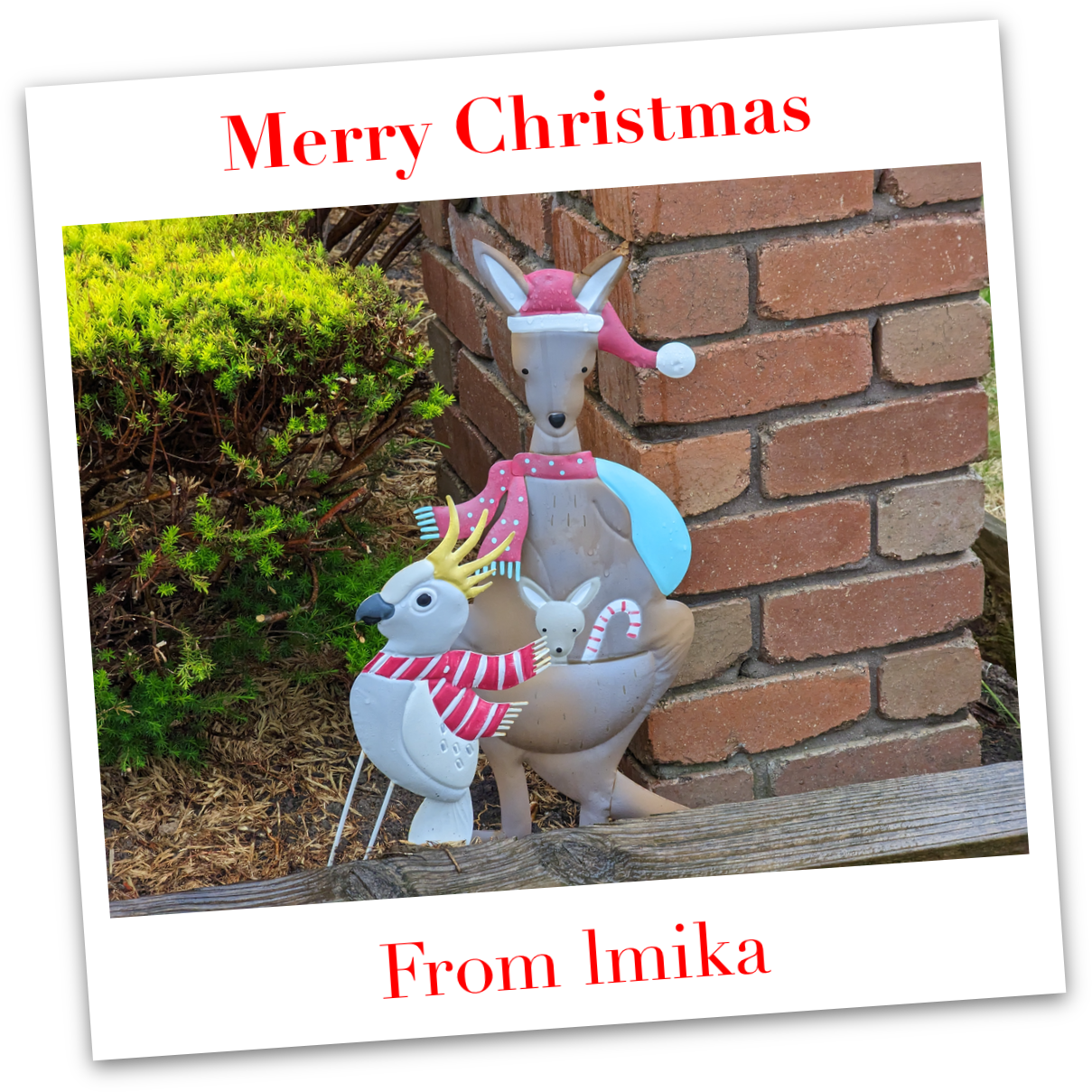 A postcard with a photo with a kangaroo in a Christmas suit with a Joey with a candy cane, and a cockatoo with a scarf, with the message 'Merry Christmas' above the photograph and 'From lmika' below it