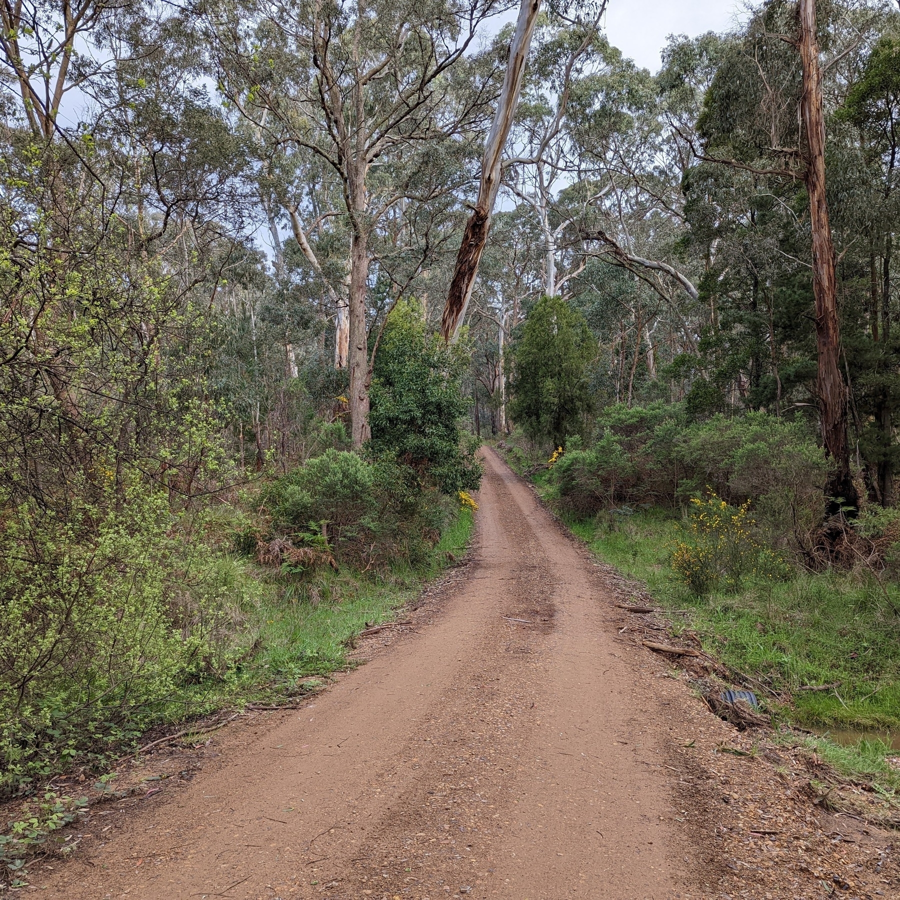Dirt road travelling through a forest.