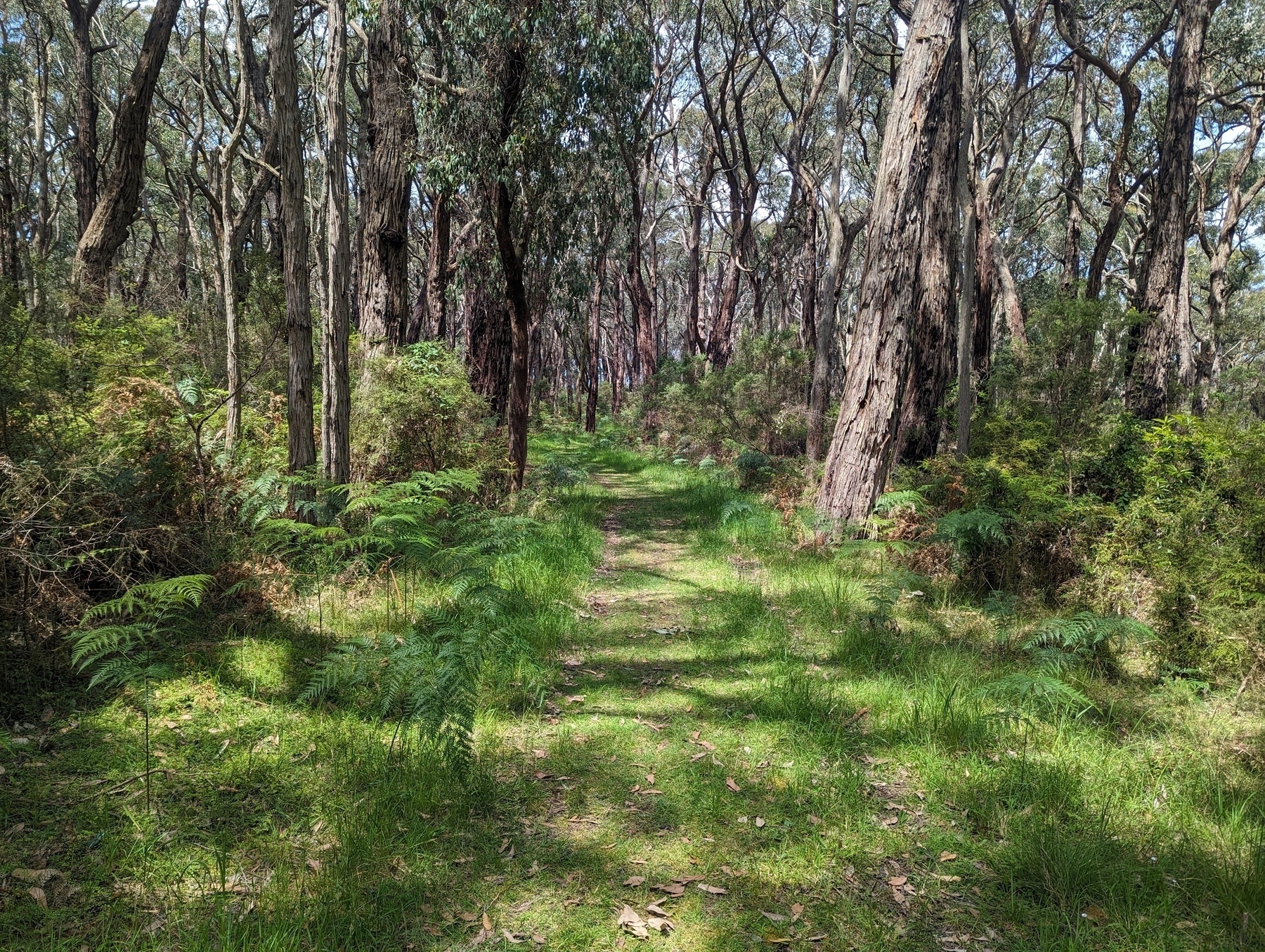 A path through a forest of eucalyptus trees