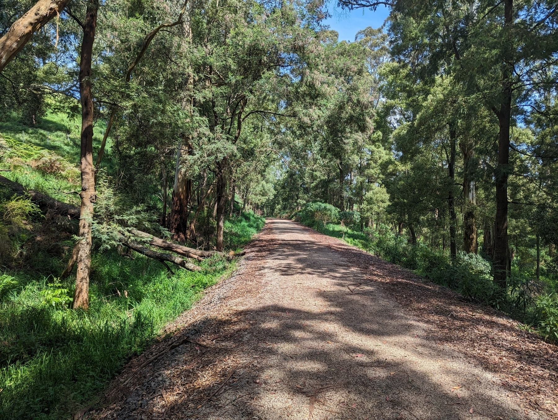 The trail in an eucalyptus forest
