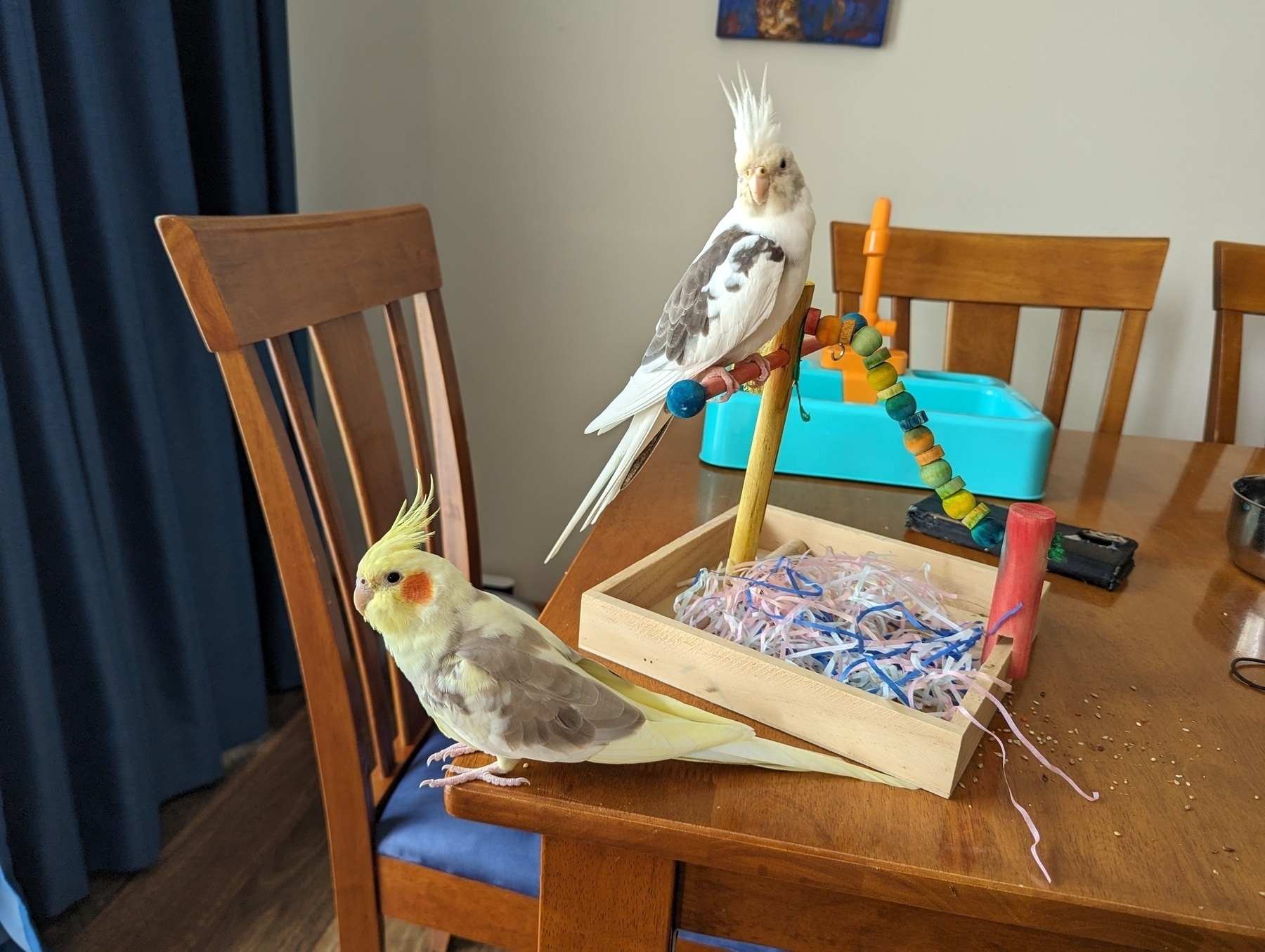 Two cockatiels on a table, a yellow one perched by the edge, and a white one perched on some bird play equipment. There are two chairs by the table in shot