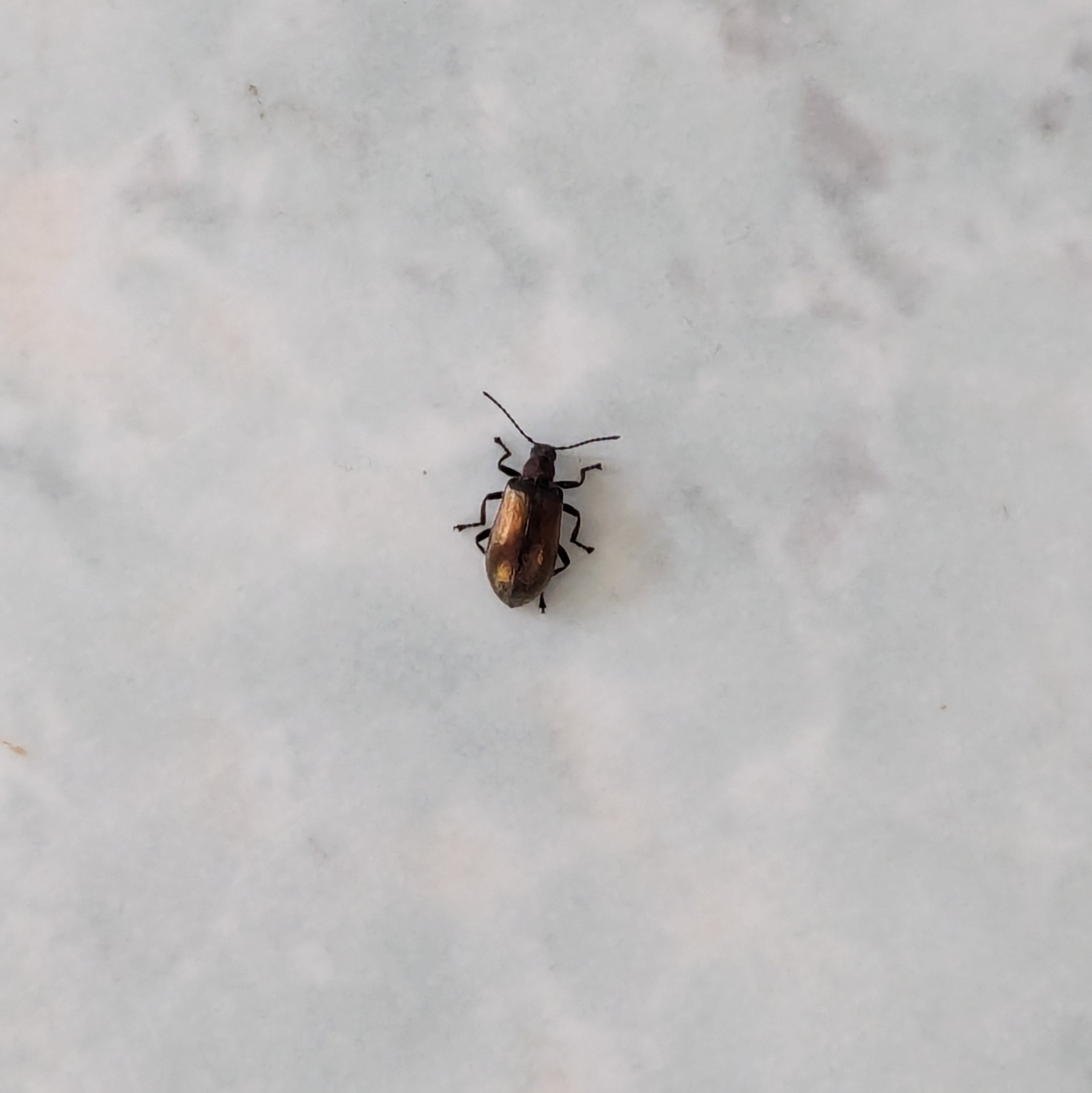 A beetle with a copper shell on a tiled floor 