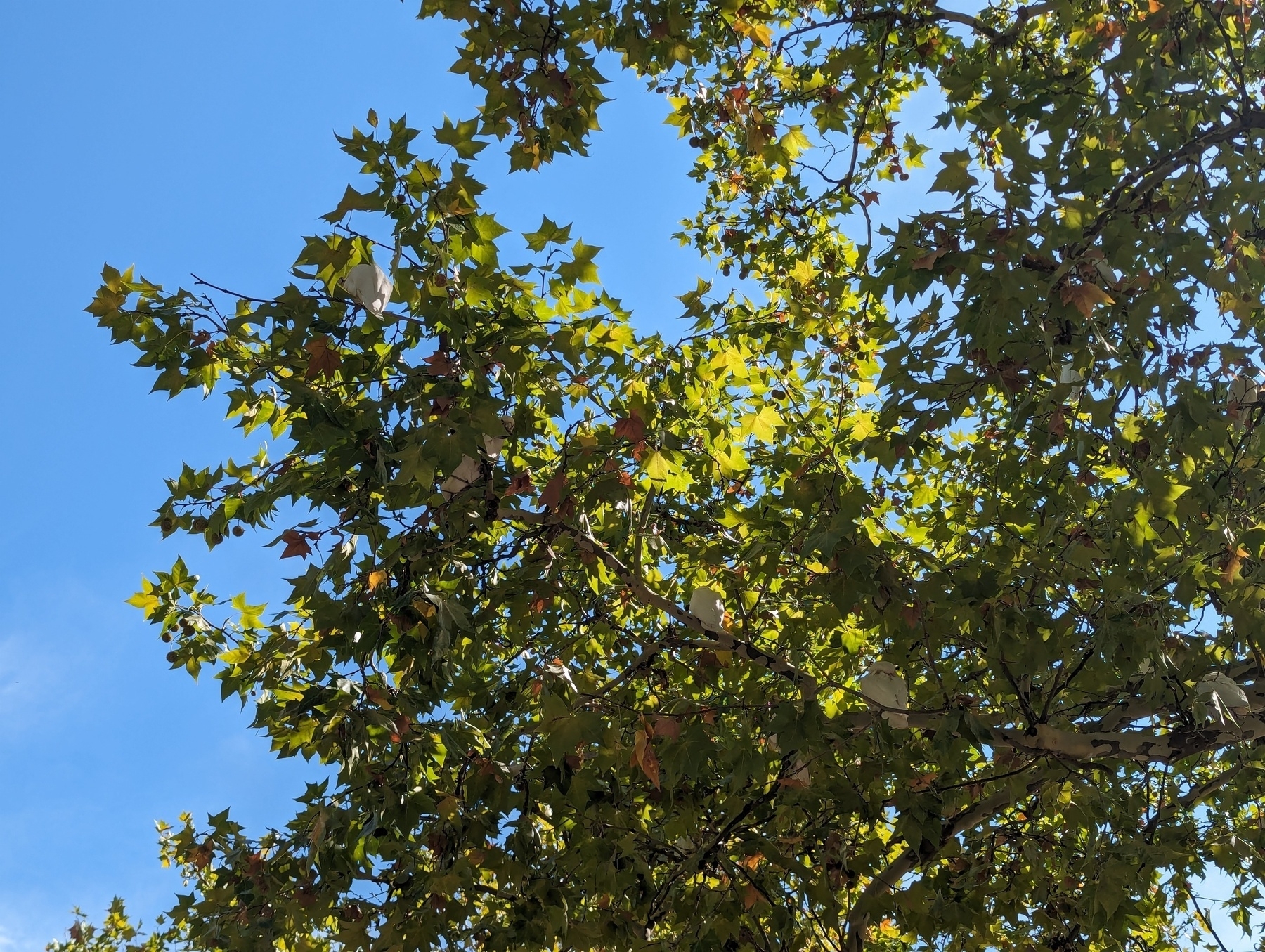 A photo of green leaves against a blue sky with corellas eating in the branches 