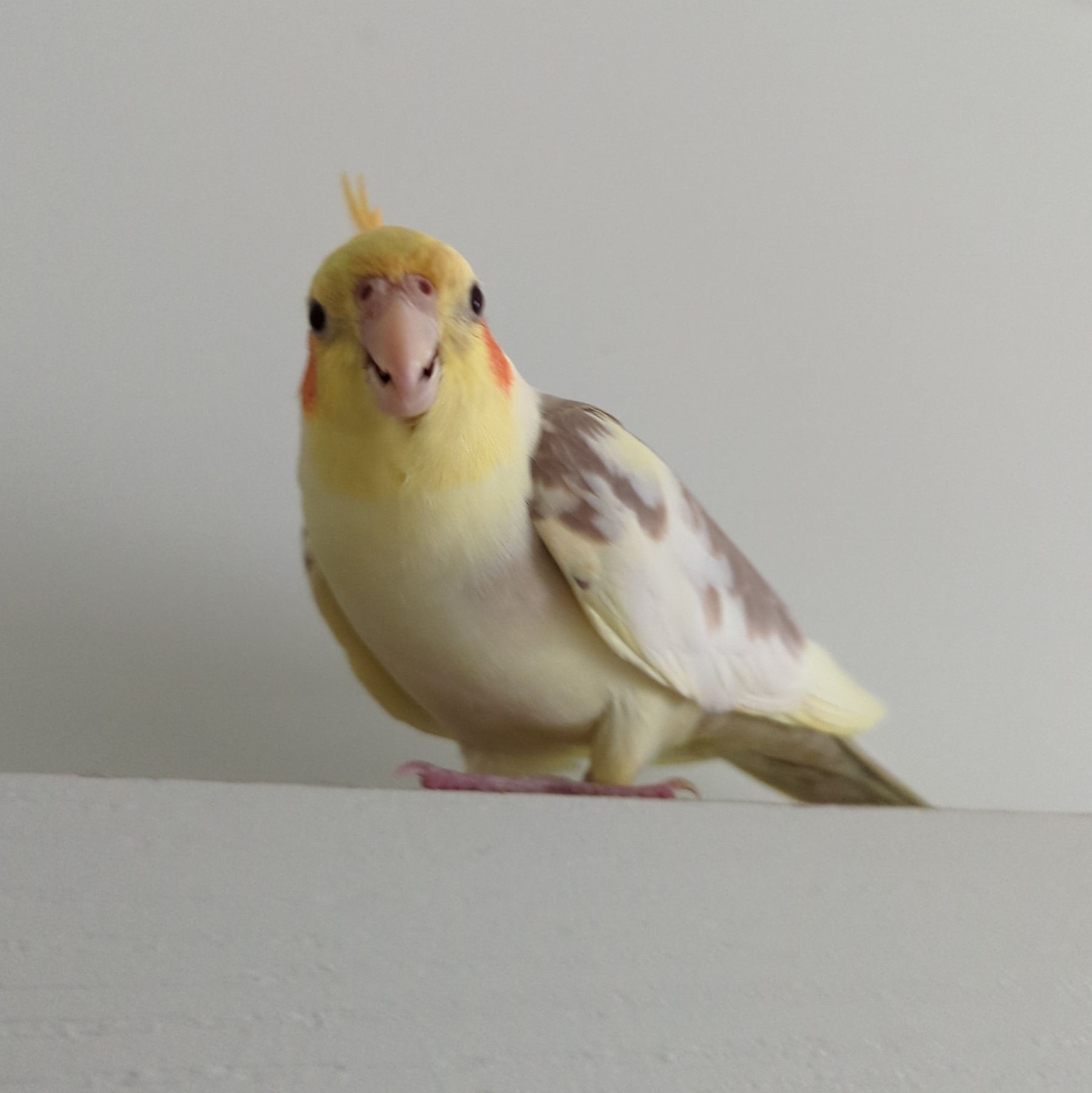 A yellow cockatiel perched on a white door looking at the camera.