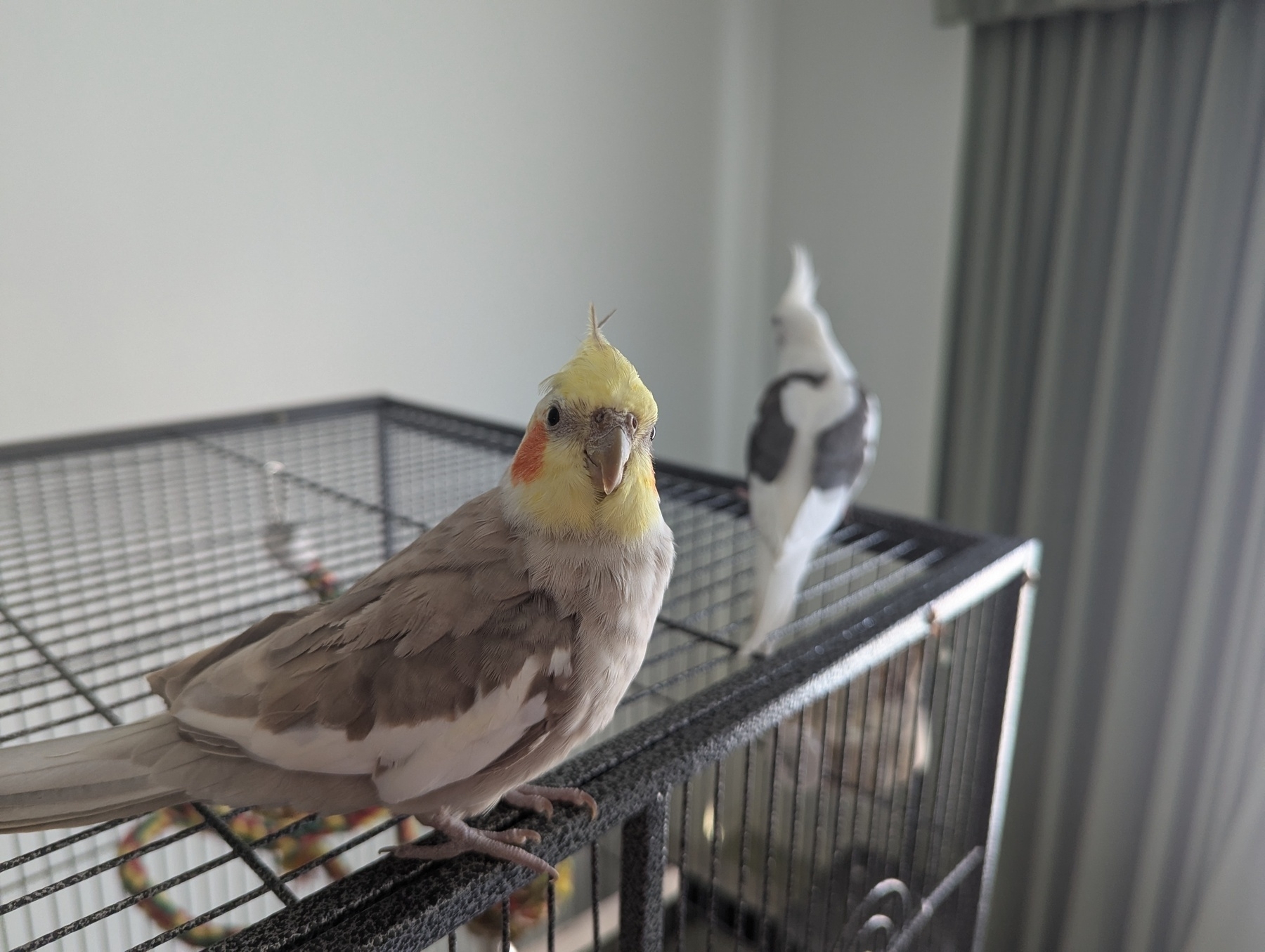 A cockatiel with a yellow face and grey body is perched on a cage, while another white cockatiel stands in the background.