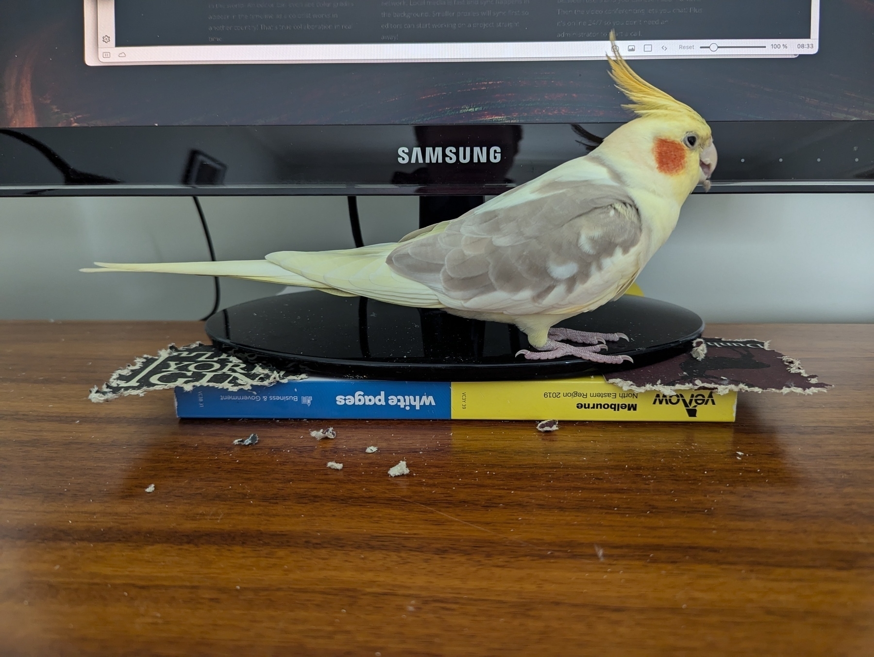 A cockatiel stands on top of a small phone-book placed below a computer monitor. Between the cockatiel are two chewed up coasters resting on top of the corners of the phone-book.