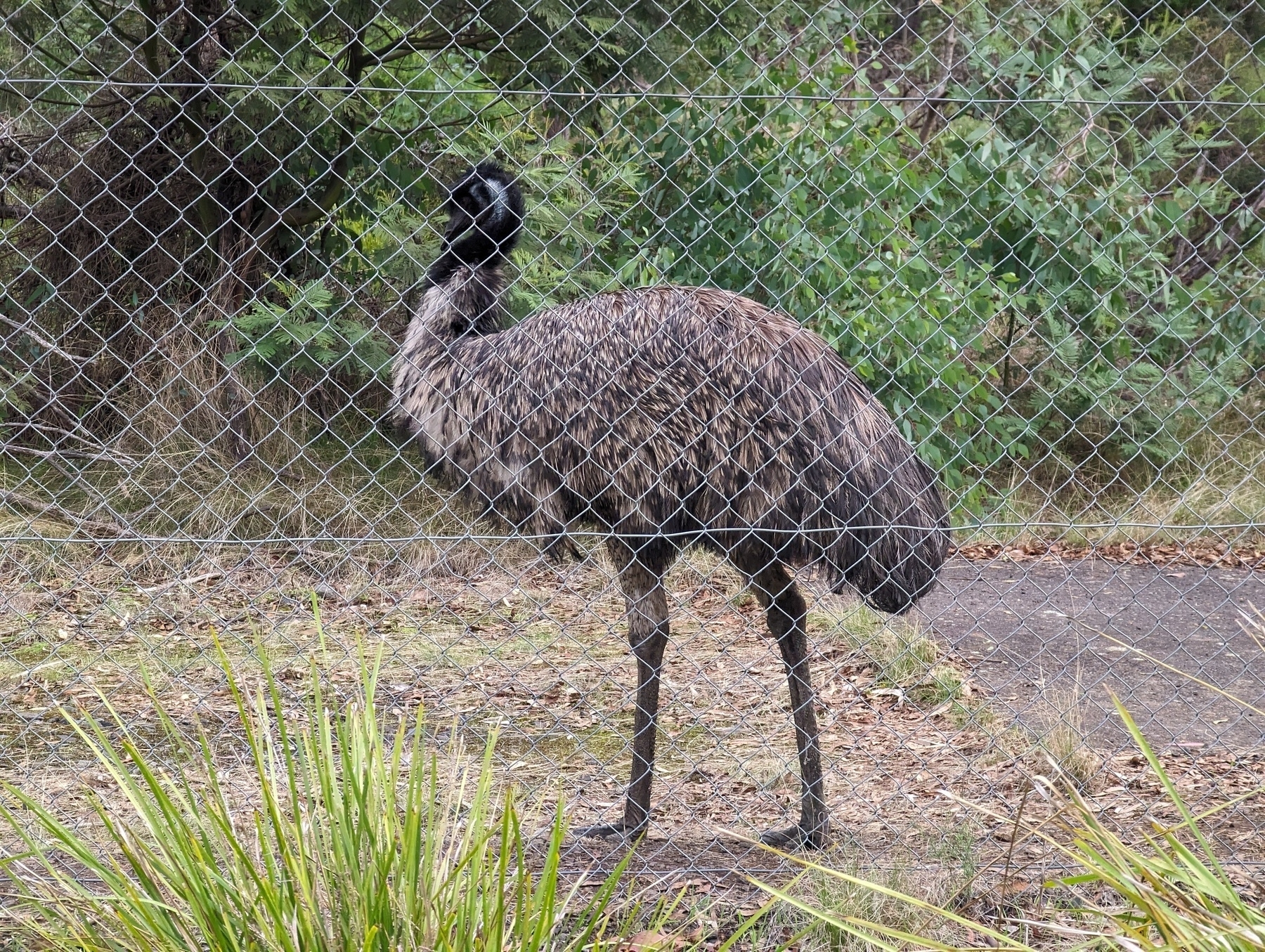 An emu standing by a wire fence.