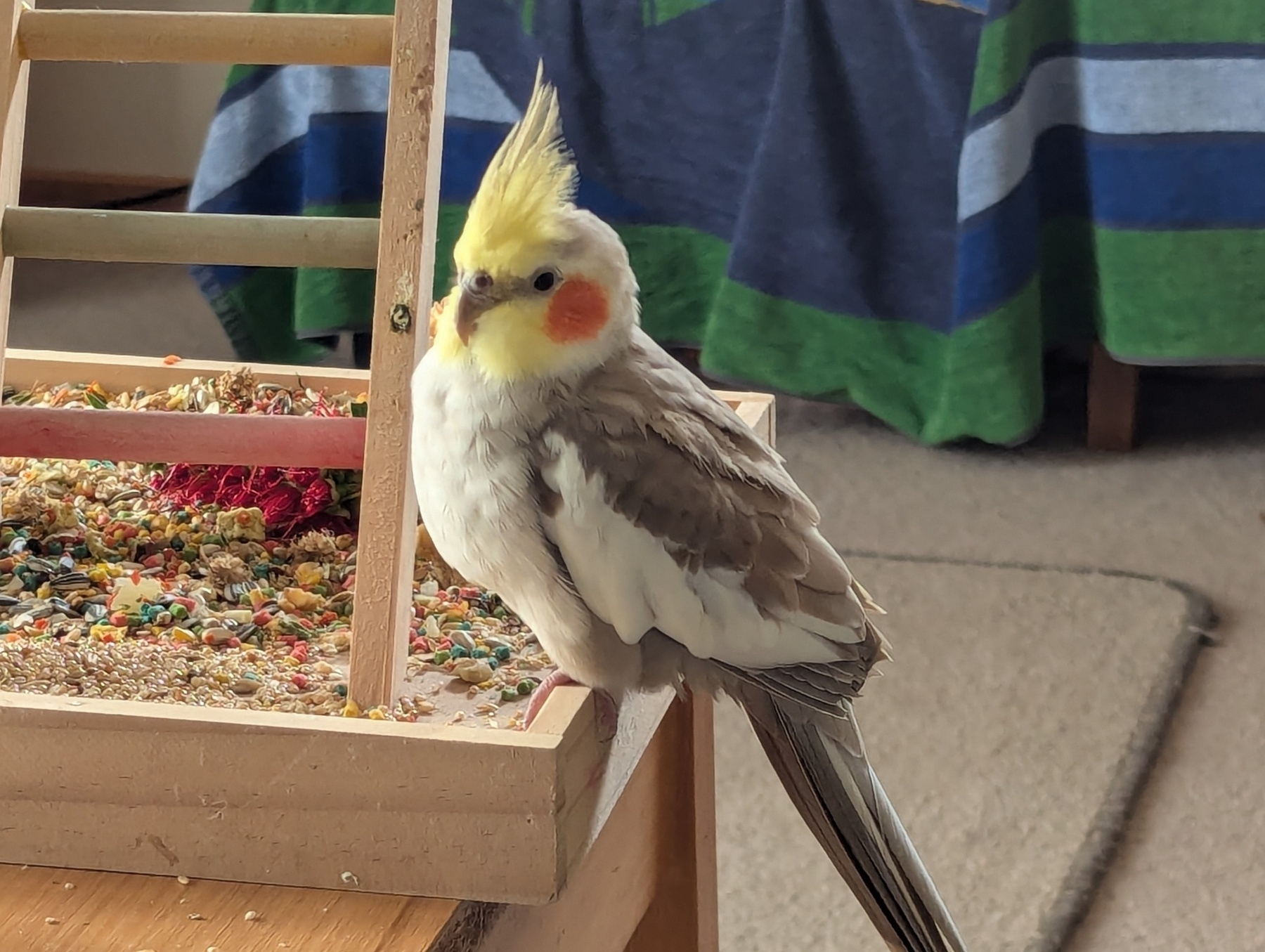 Auto-generated description: A cockatiel with yellow and gray plumage is perched near a wooden stand and a tray of assorted seeds.