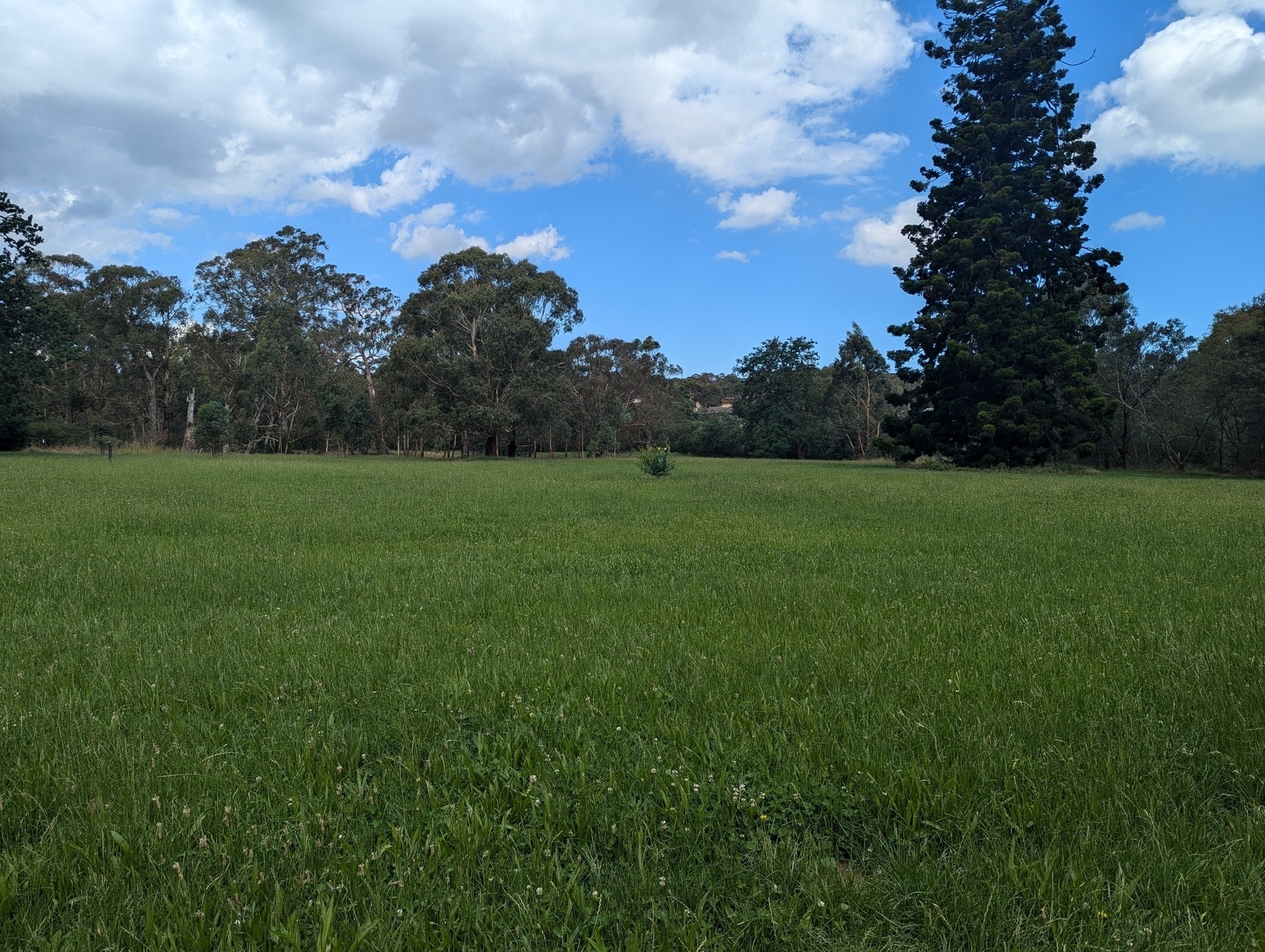 A lush green field stretches under a partly cloudy sky, bordered by trees and featuring a tall tree standing prominently on the right.