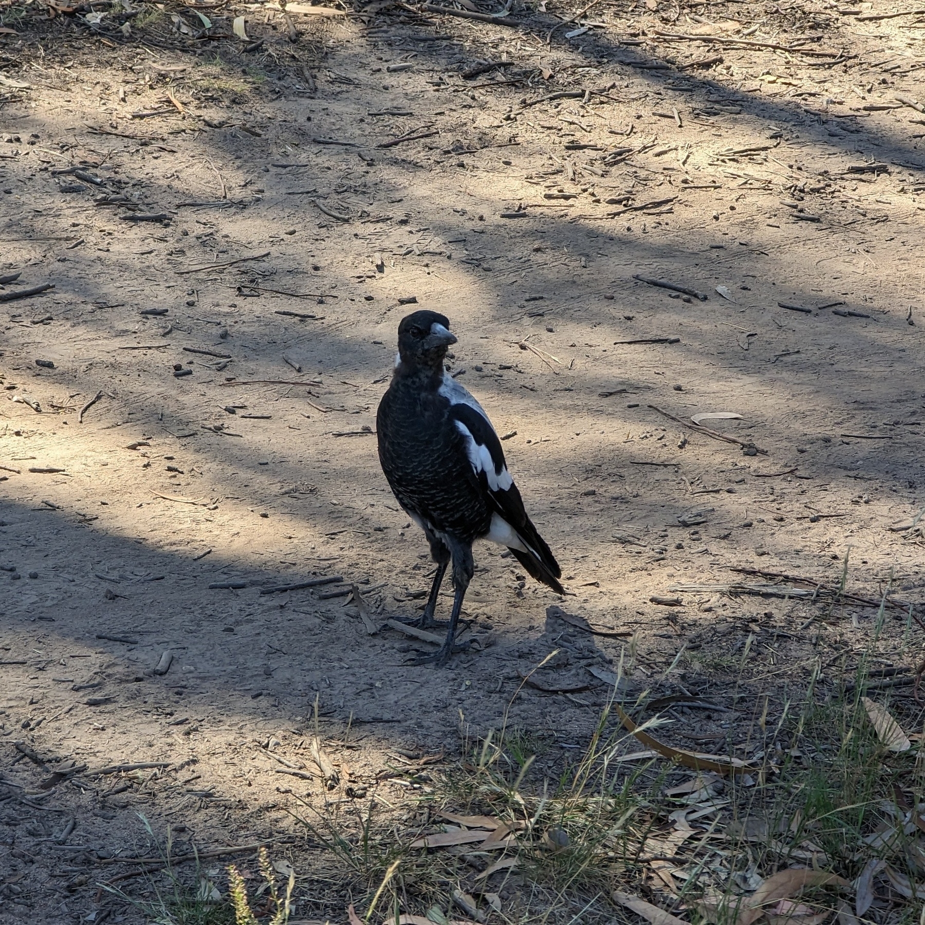 A juvenile magpie on a dirt track.