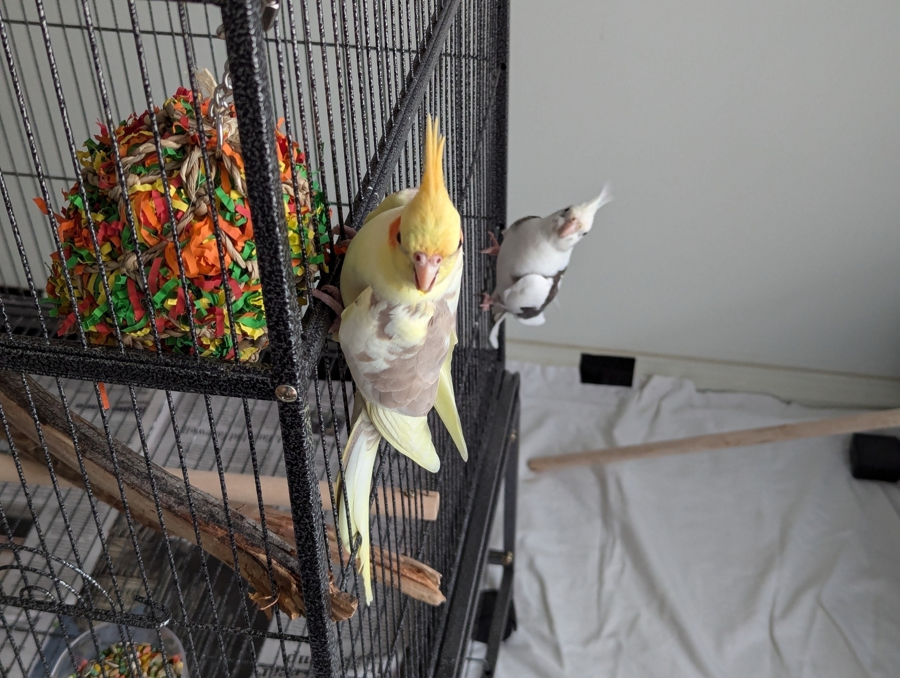 A yellow cockatiel perched on the side of a cage next to a colorful toy, accompanied by a white cockatiel behind her at the corner.