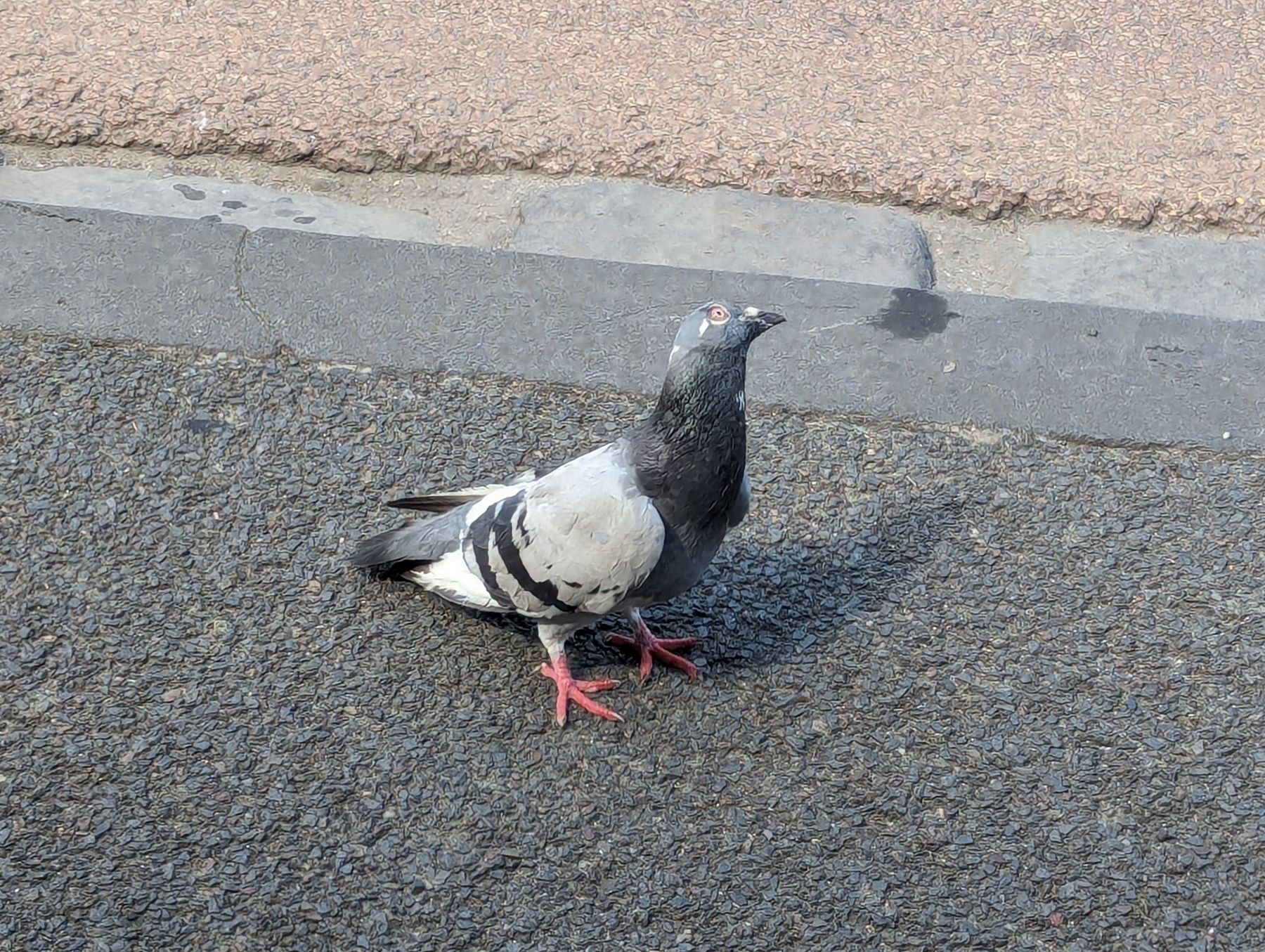 A pigeon on a road with their head cocked towards the camera 