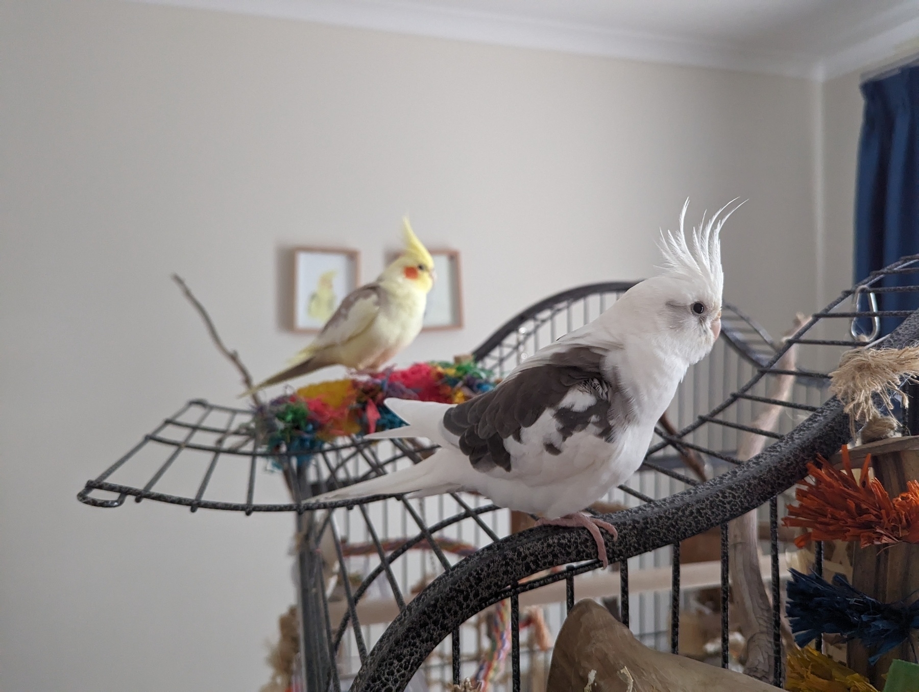 Two cockatiels, one white and the other yellow, perched on a cage in a room.