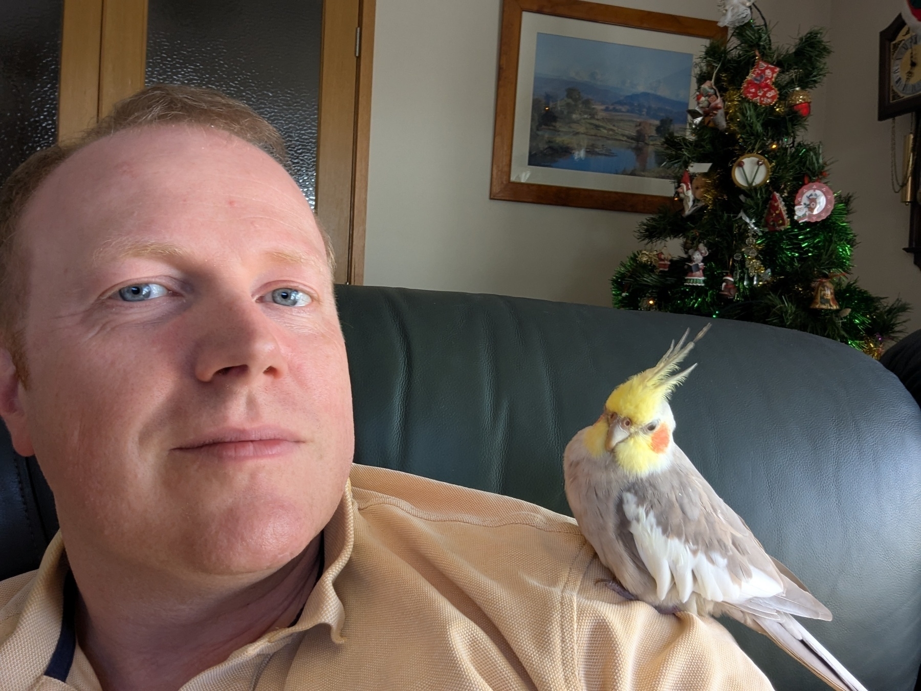 A person is sitting on a couch with a cockatiel perched on their shoulder and a decorated Christmas tree in the background.