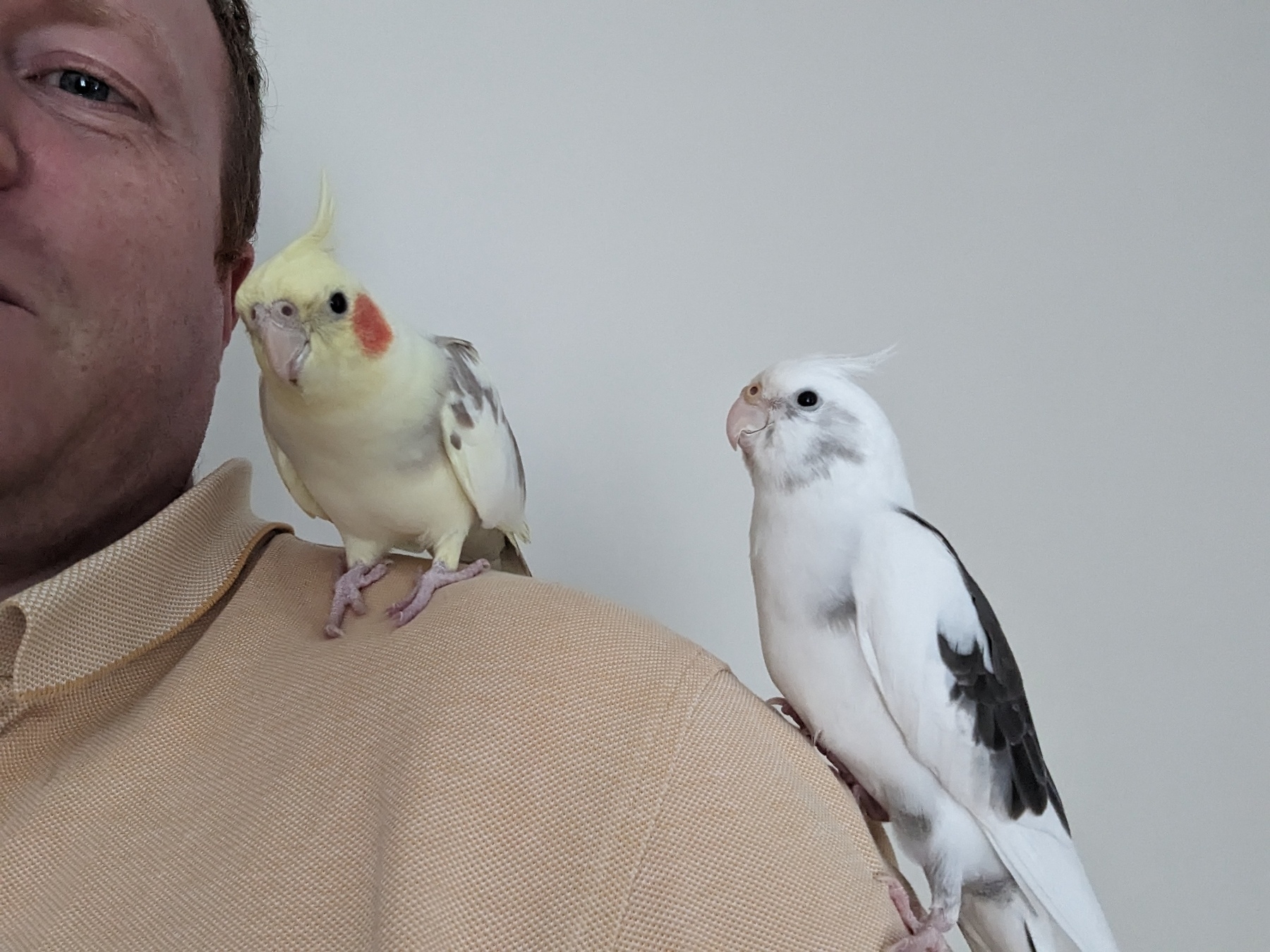 Two cockatiels perched on a shoulder.