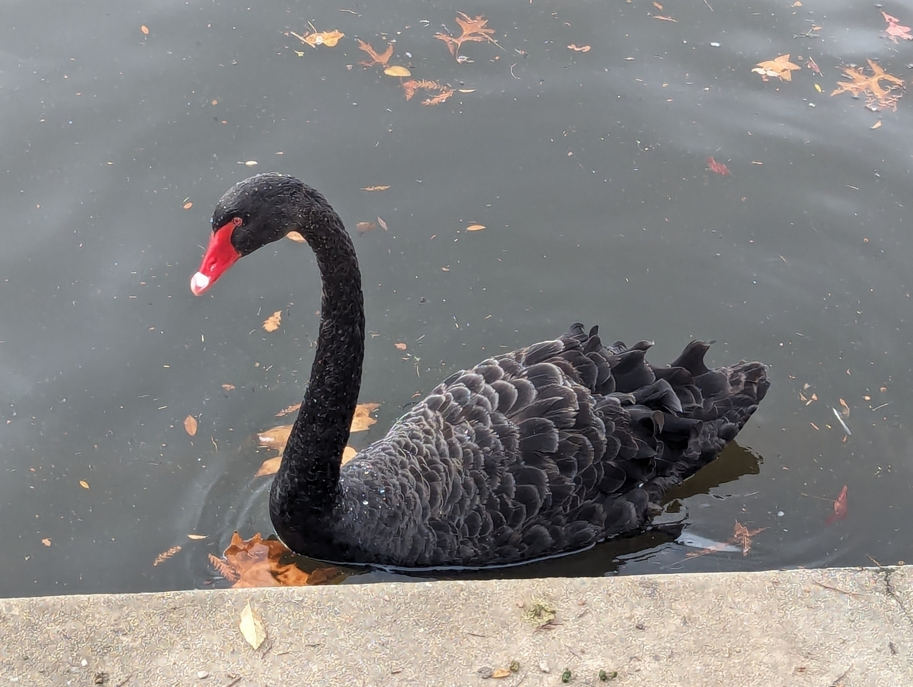 Auto generated description: A black swan with a red beak is swimming in a body of water near a concrete step.