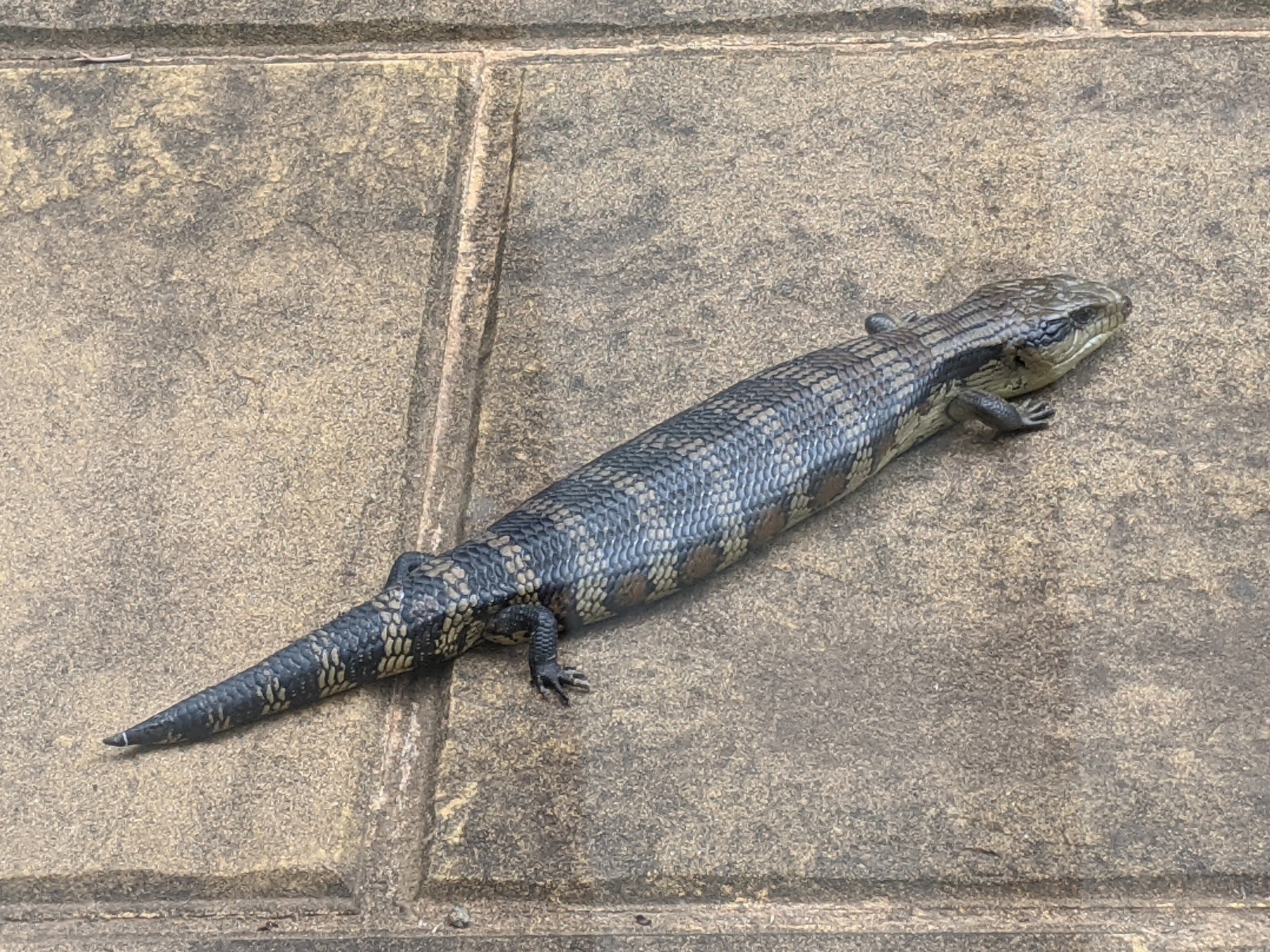 A blue-tongue lizard lying on outdoor ceramic tiles