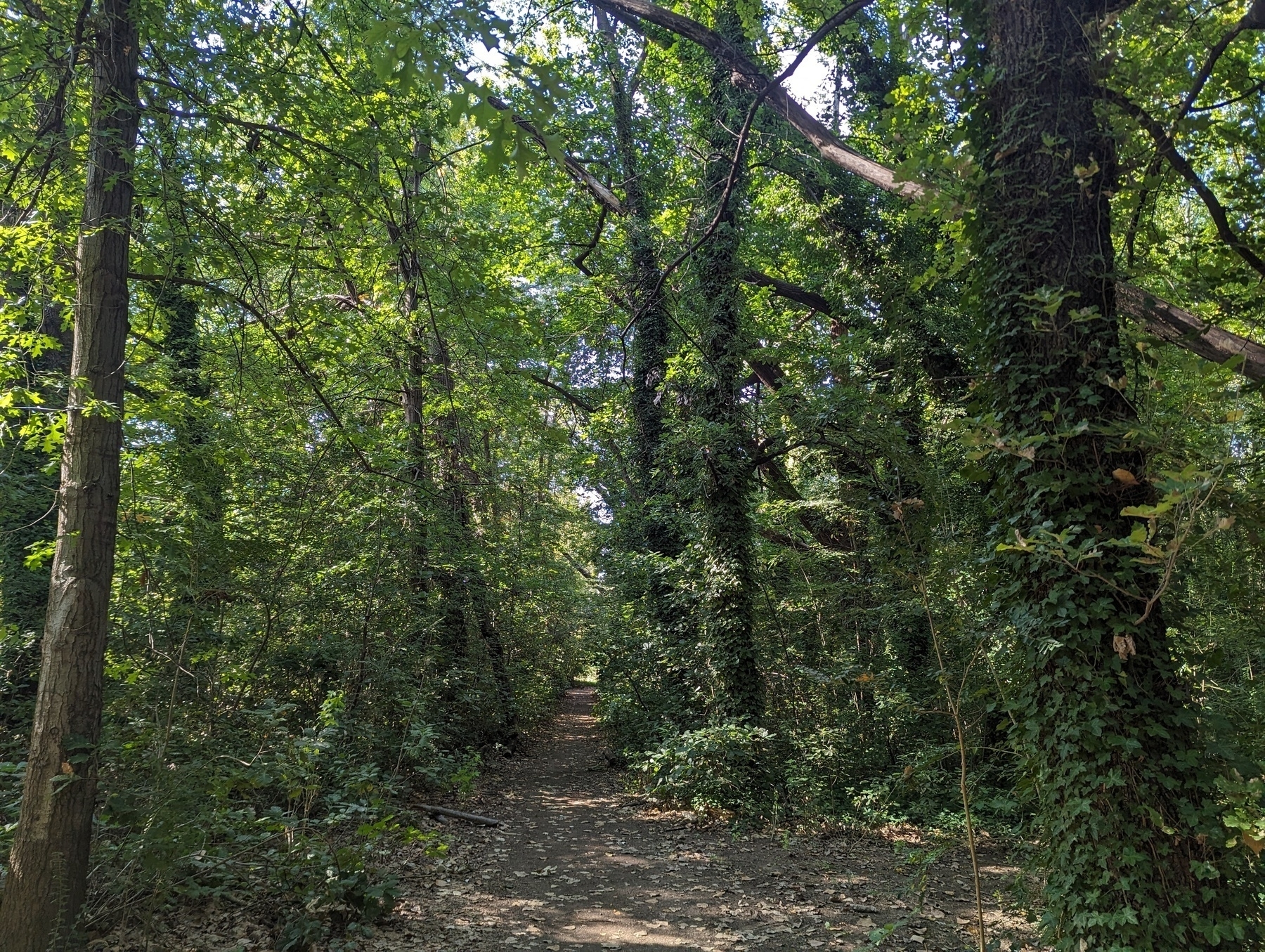 Path shaded by oak trees