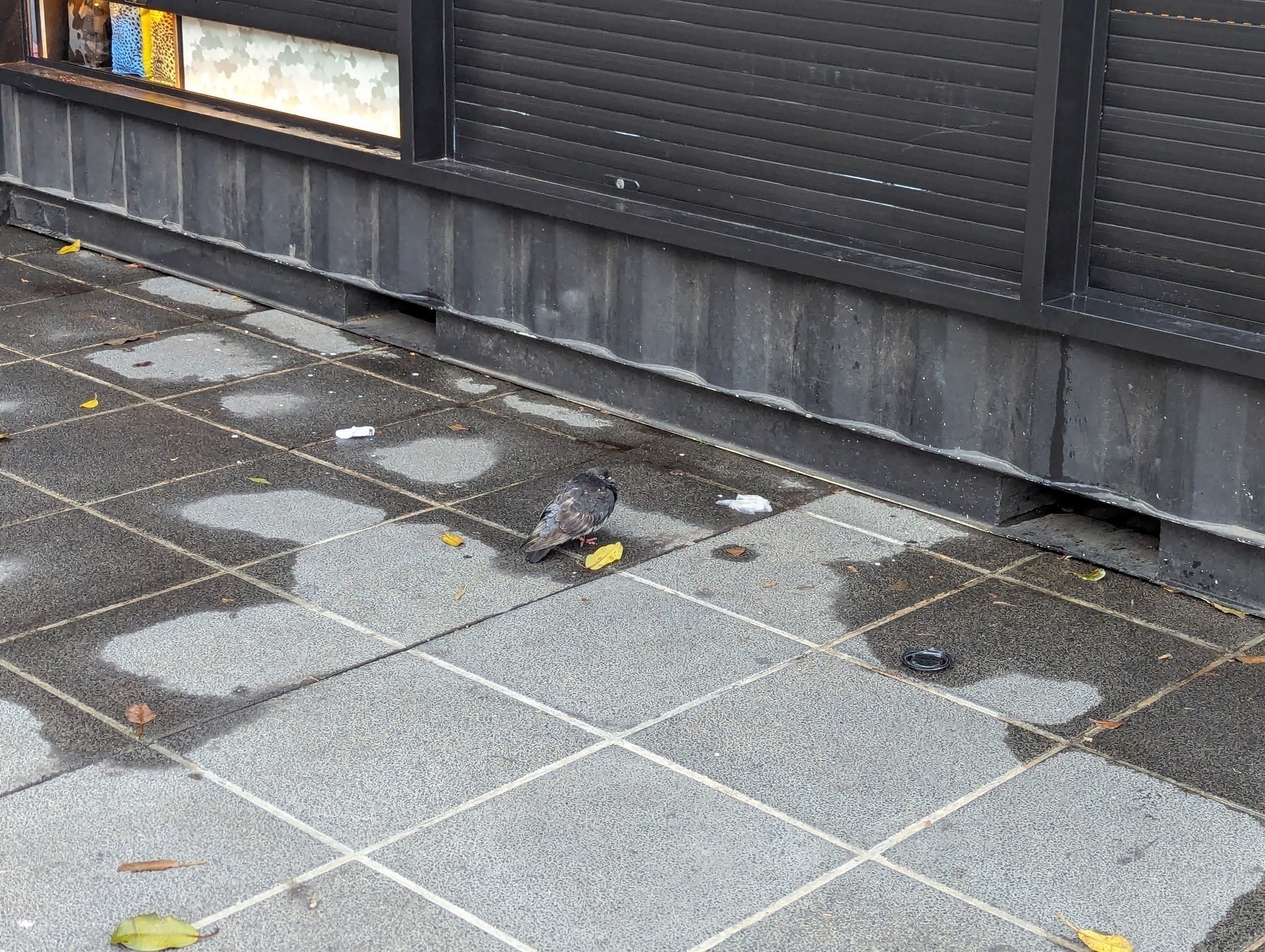 A pigeon in front of closed shutters over a shop