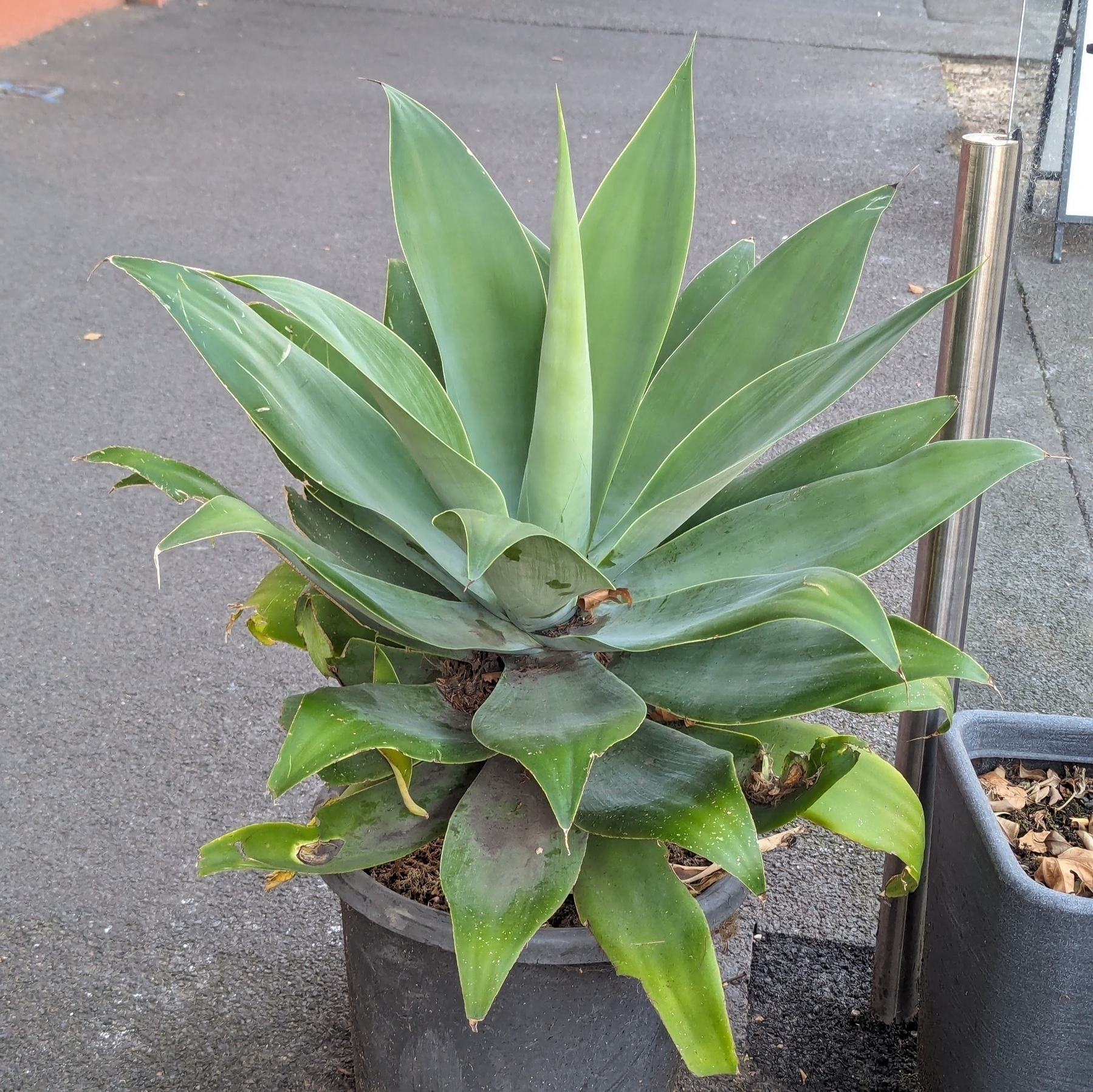 A succulent in a pot with thick, broad leaves.