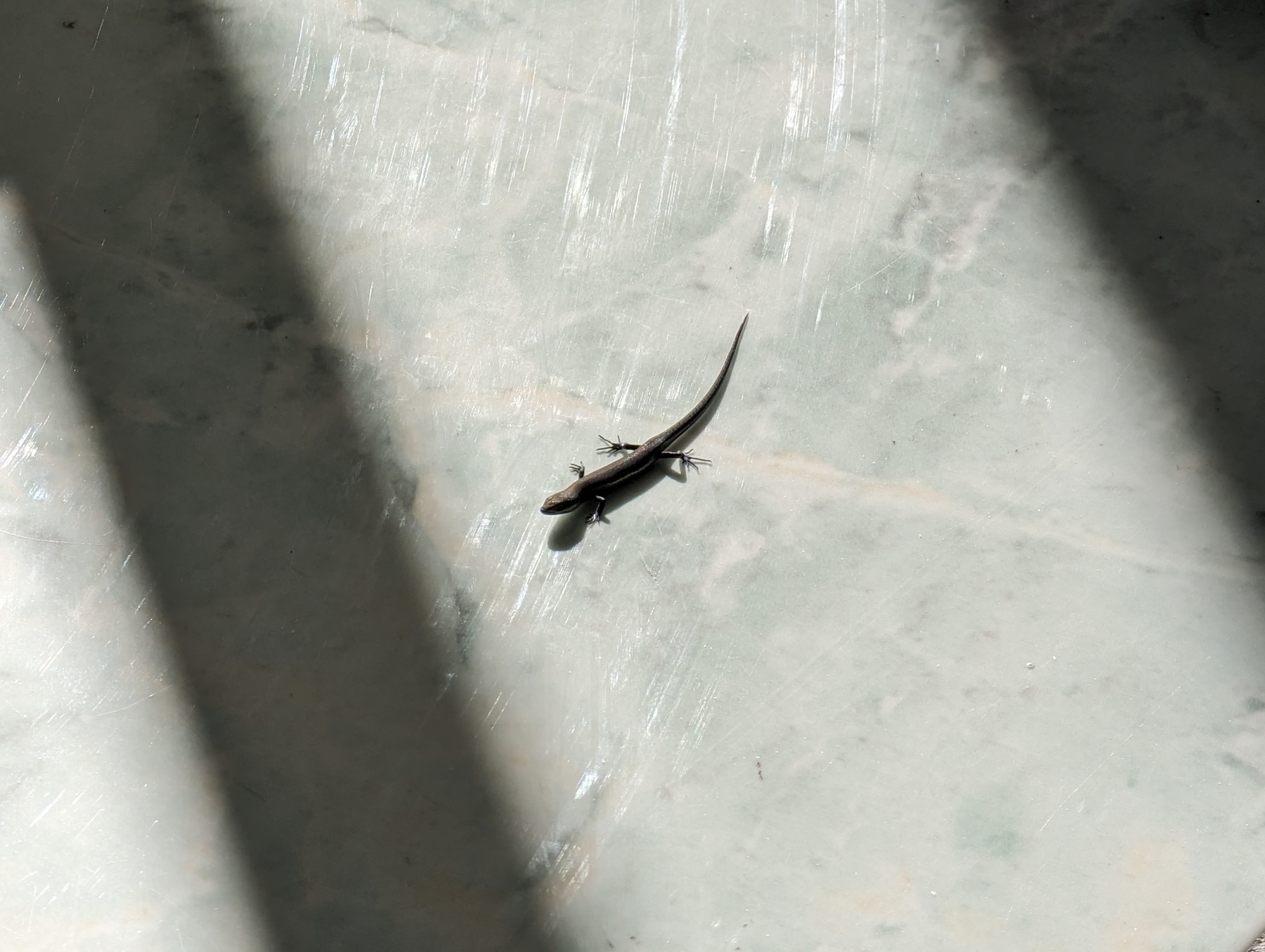 Skink on a ceramic tile in the sunlight with some shadows on the side.