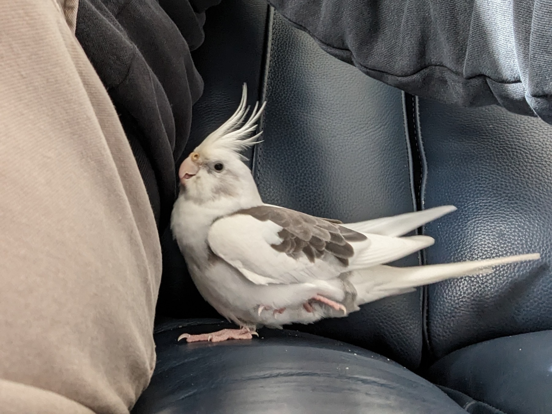 Auto-generated description: A small white and gray cockatiel with a prominent crest is perched on a dark leather couch between two cushions next to one leg of a pair of tanned trousers.