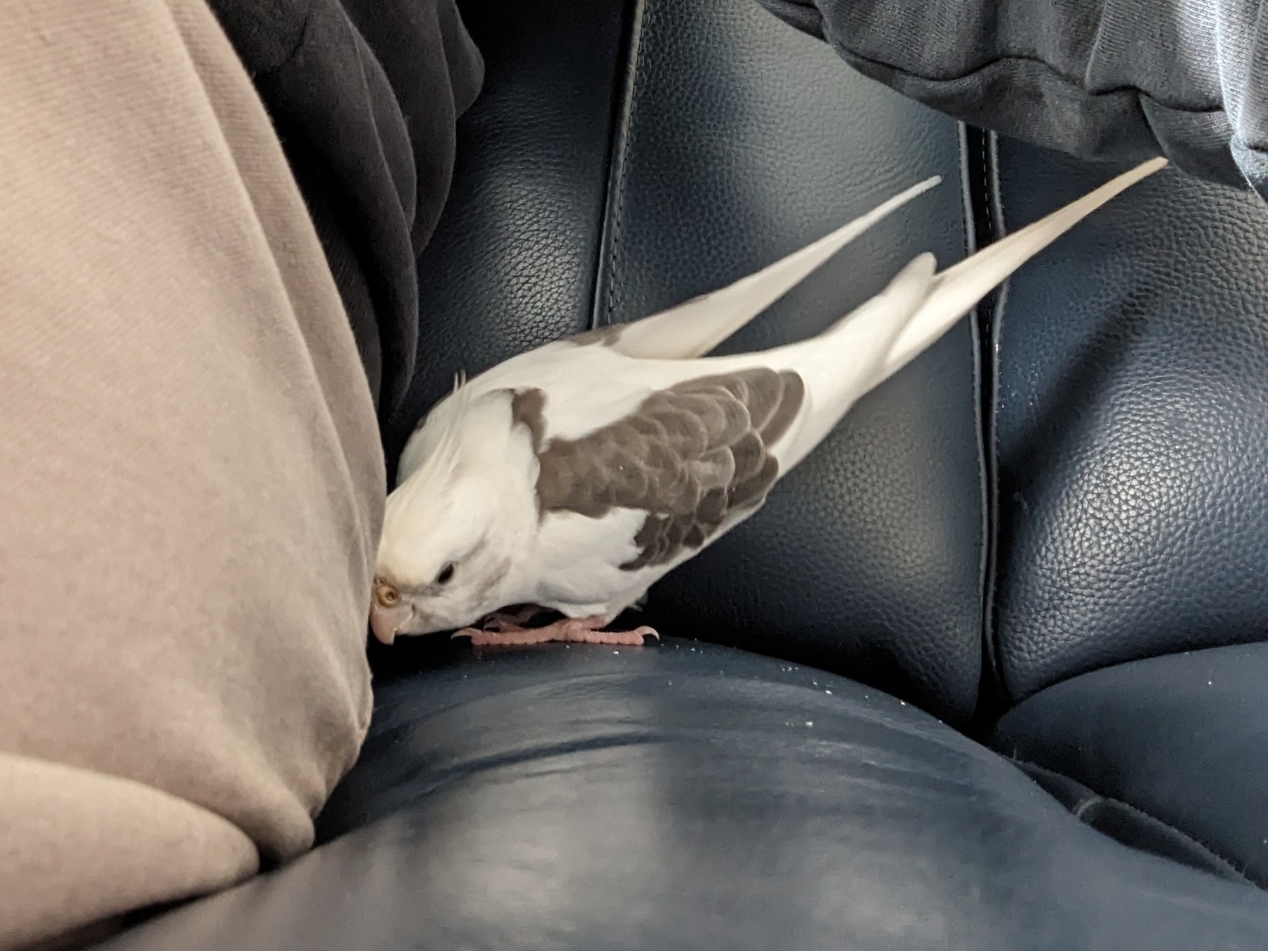 Auto-generated description: A small white and gray bird is nestled between the cushions of a dark leather seat next to one leg of a pair of tanned trousers.