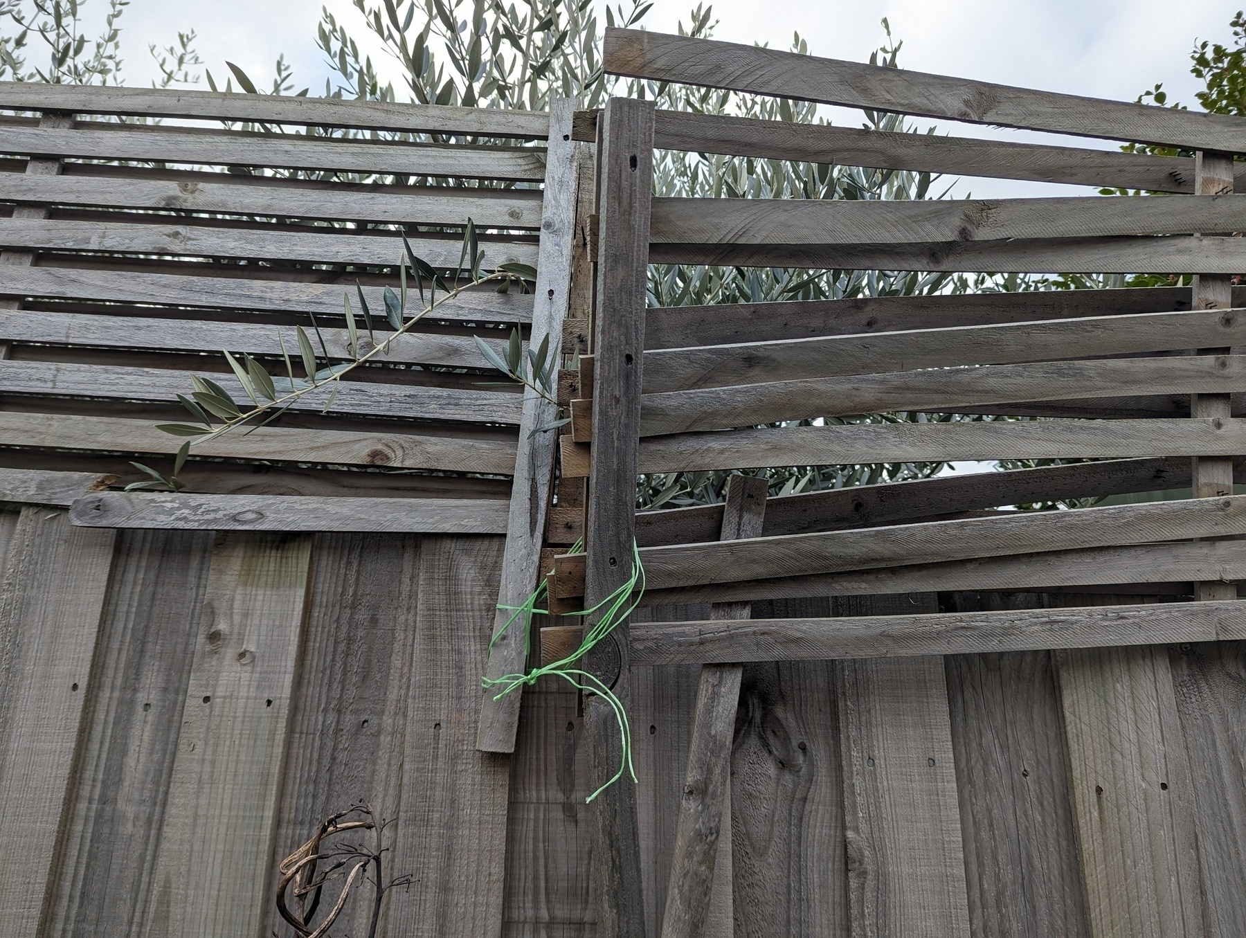 Auto-generated description: A partially damaged wooden fence with a makeshift repair tied together using green string and an olive tree branch protruding through the slats.