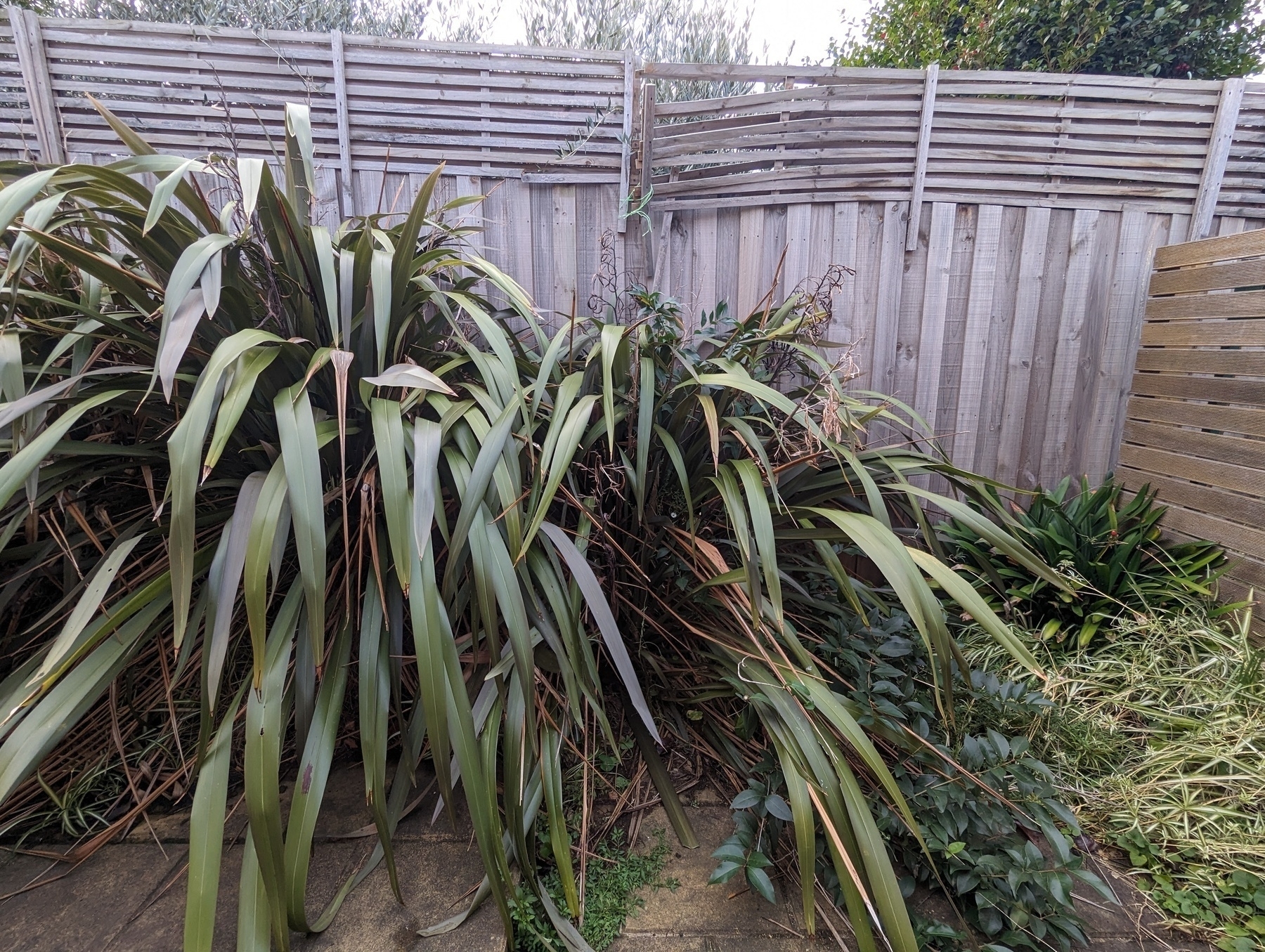 Auto-generated description: A fenced backyard features dense, overgrown plants with long, slender leaves amid a paved ground.