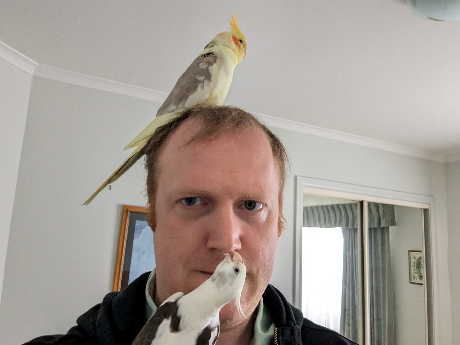 A man stands indoors with a yellow cockatiel sitting on his head and a white cockatiel perched on his front reaching towards his nose.