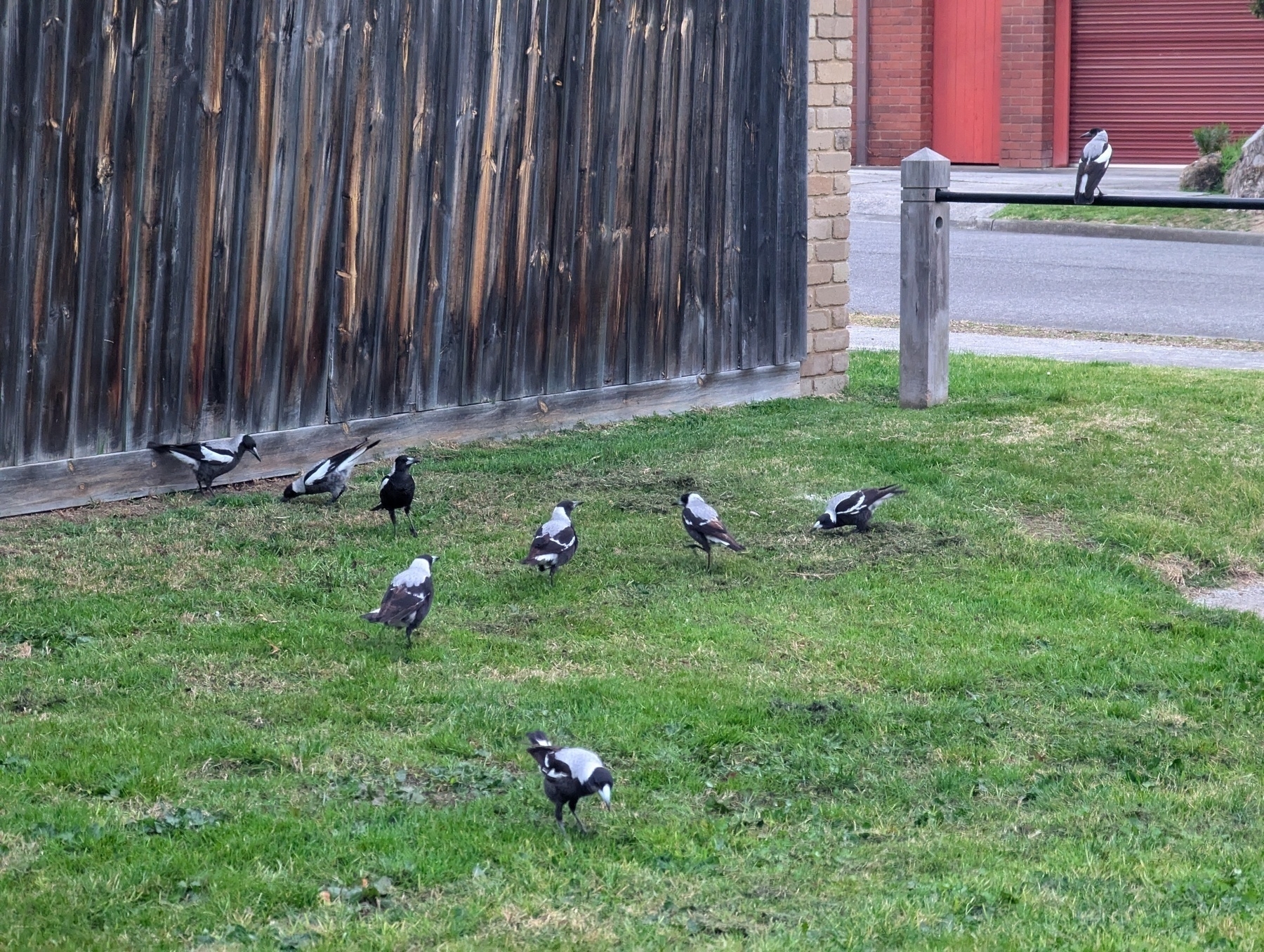 Several magpies gathered on a grassy area next to a wooden fence, with two additional birds by a footpath in the background.