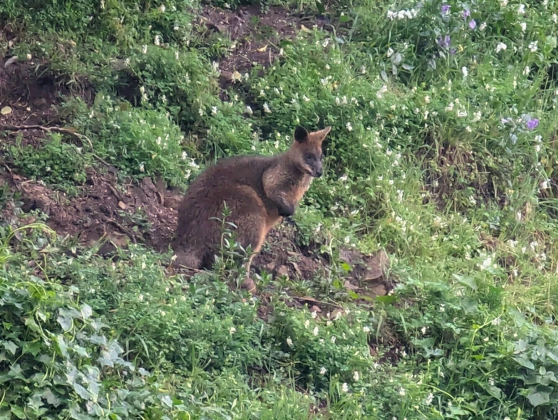 Auto-generated description: A wallaby is sitting on a grassy and rocky hillside.