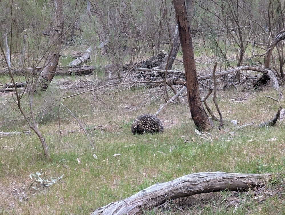 An echidna is foraging in a woodland area with scattered trees and fallen branches.