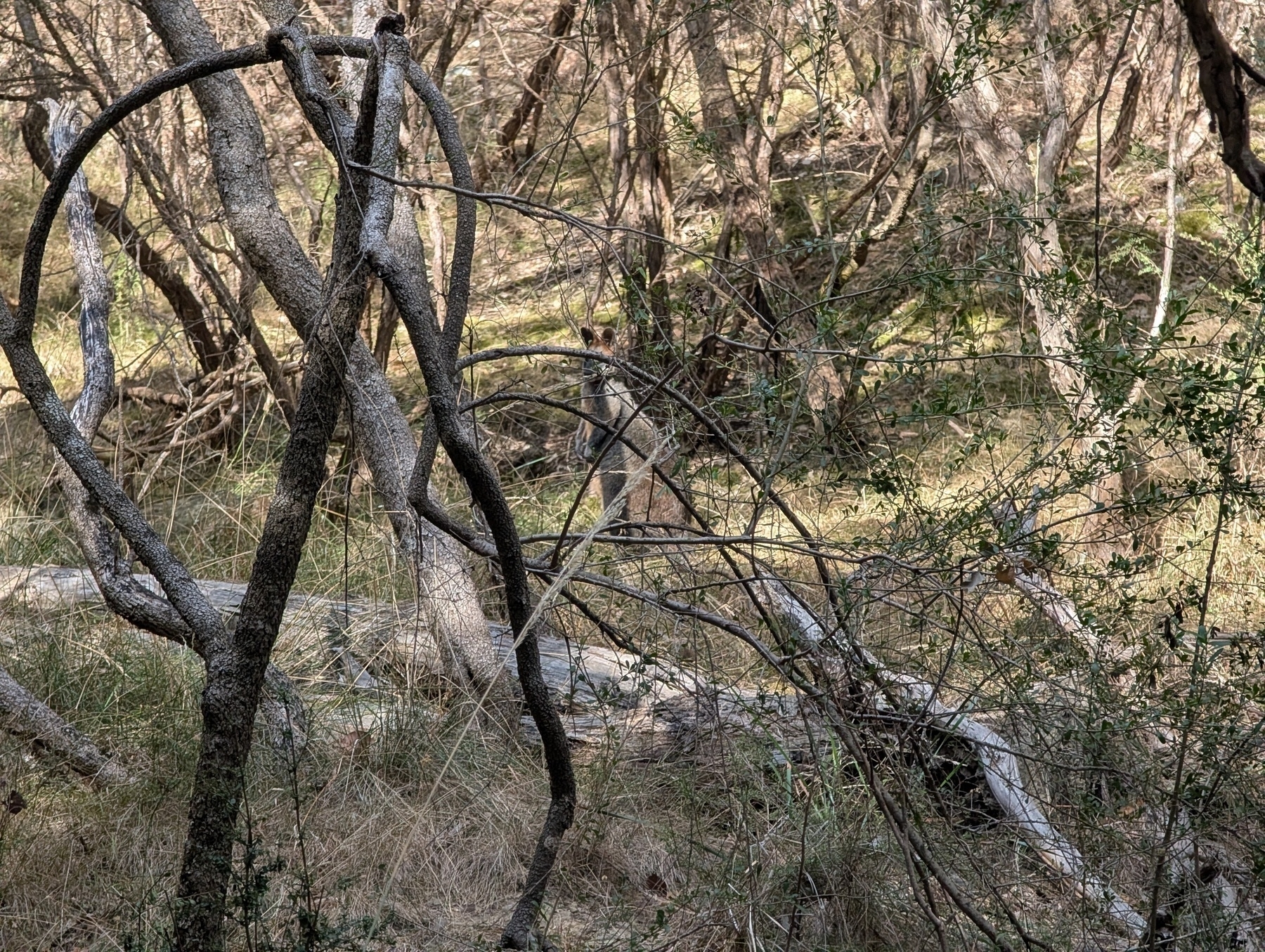 A dense forest scene features twisted tree branches and a wallaby camouflaged among the foliage.