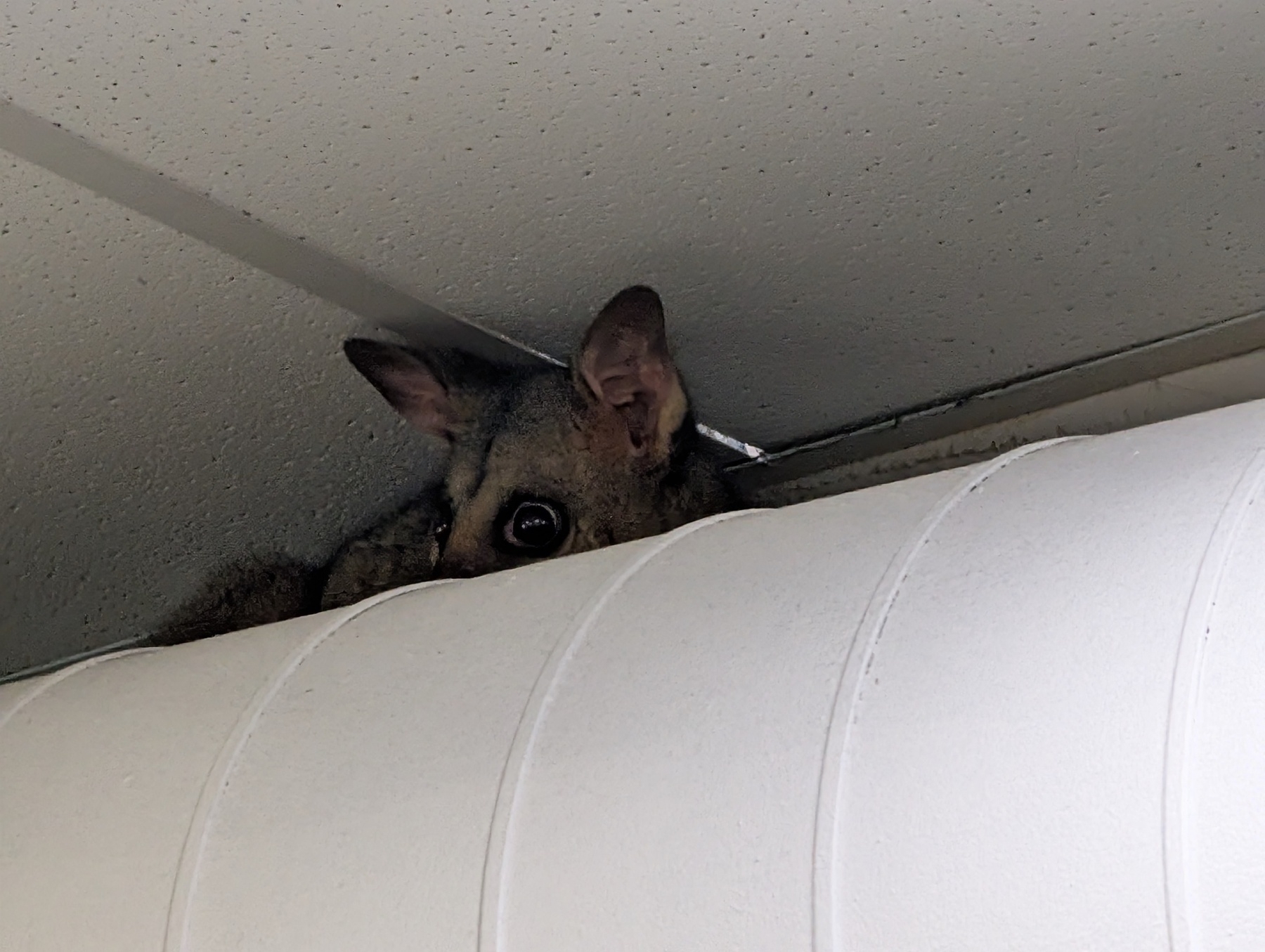 Auto-generated description: A possum is peeking out from a narrow space above a cylindrical structure or duct.